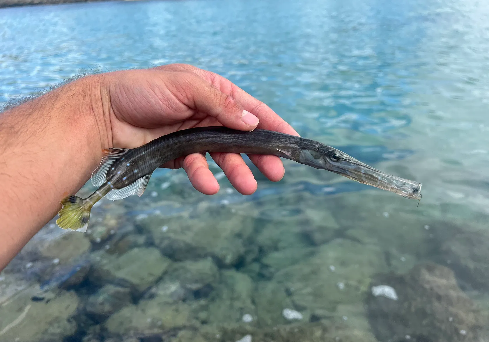 Chinese trumpetfish