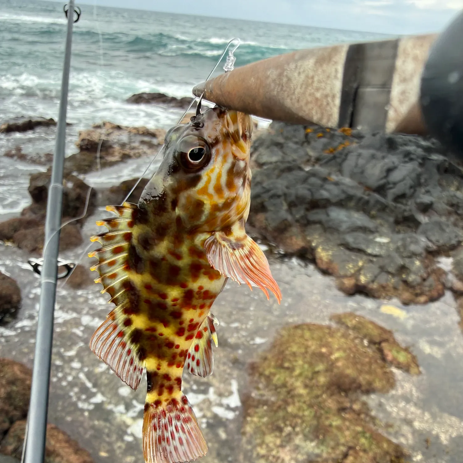 The most recent Stocky hawkfish catches on Fishbrain