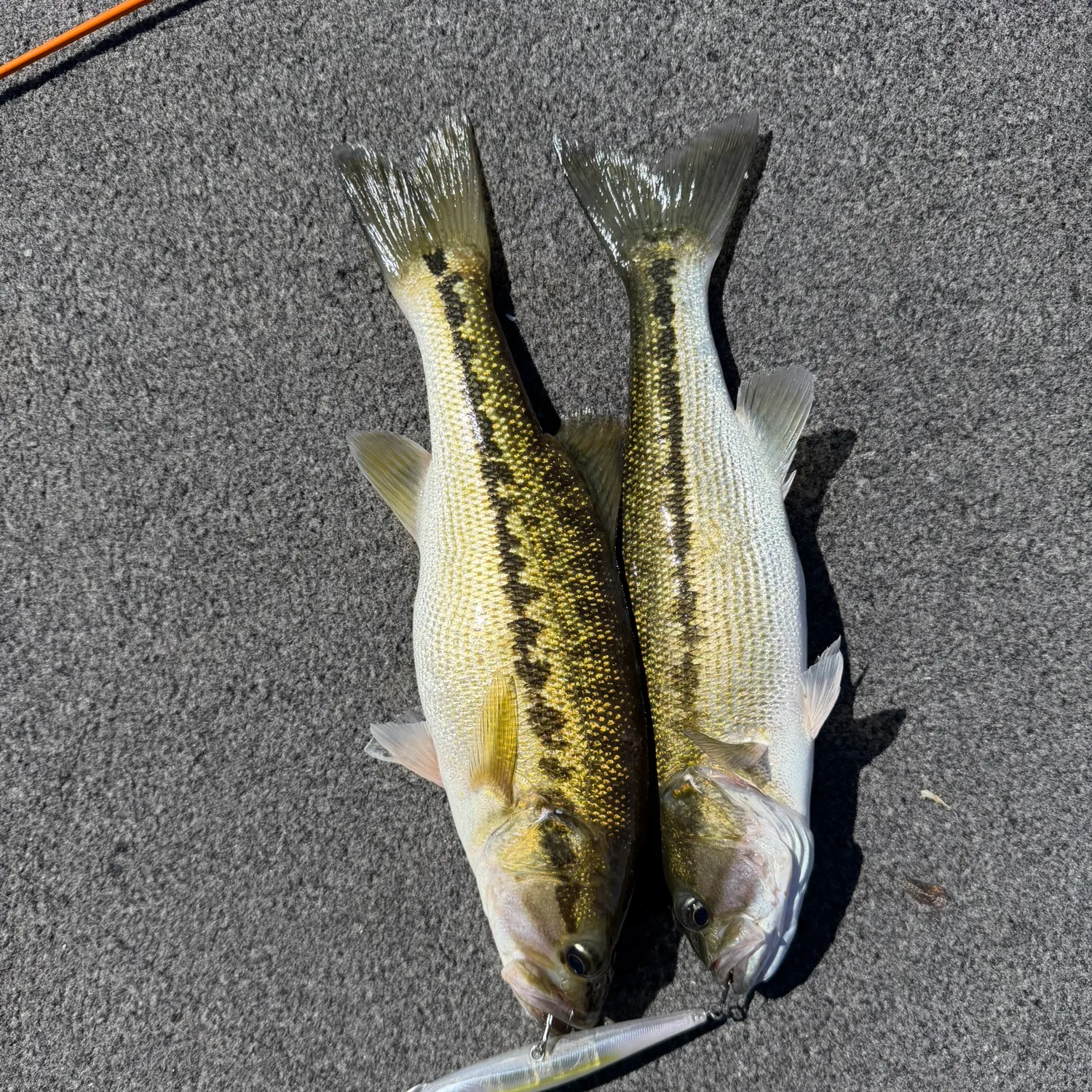 Spotted bass caught on Fishbrain