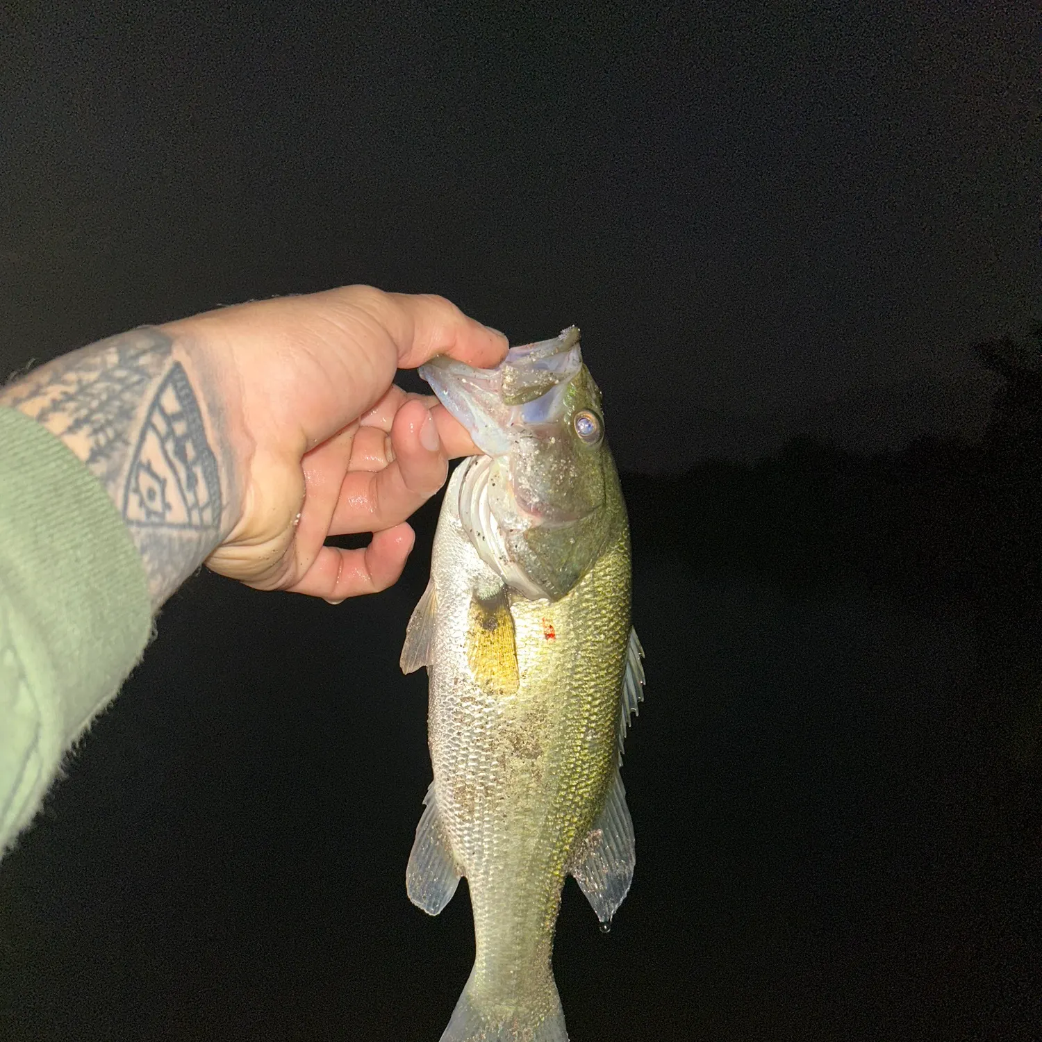 Largemouth bass caught on Fishbrain
