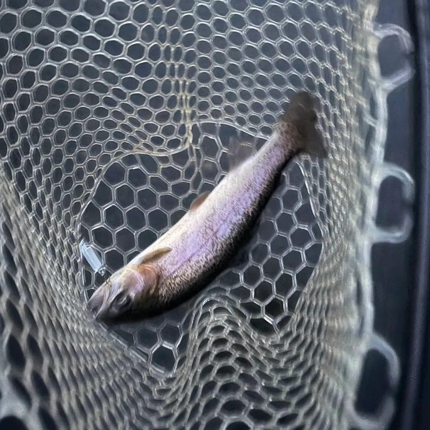 Rainbow trout caught on Fishbrain