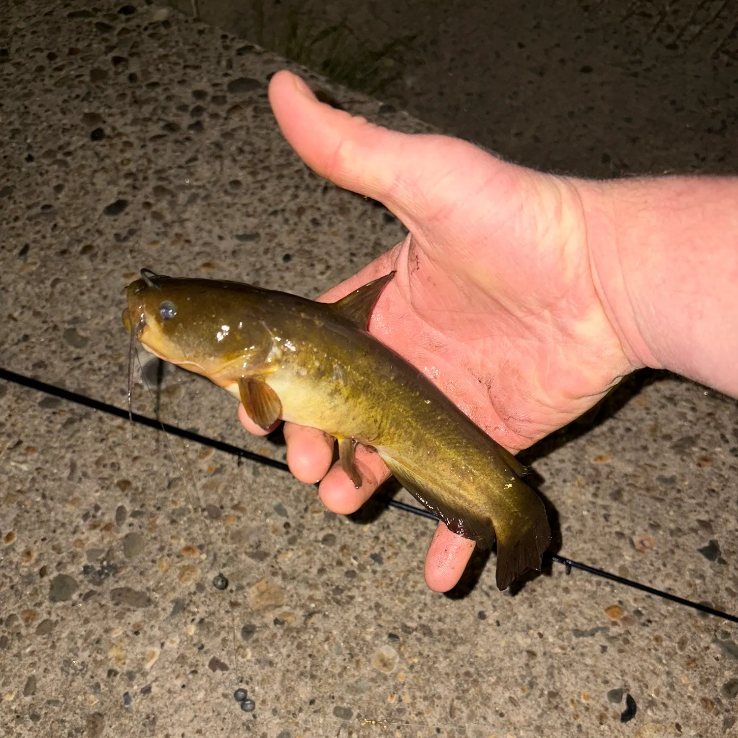 Yellow bullhead caught on Fishbrain