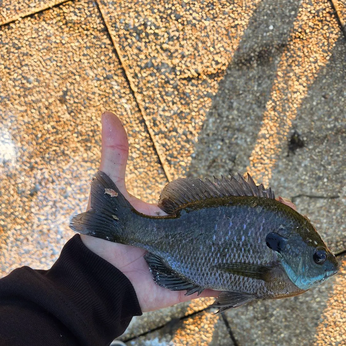 Bluegill caught on Fishbrain