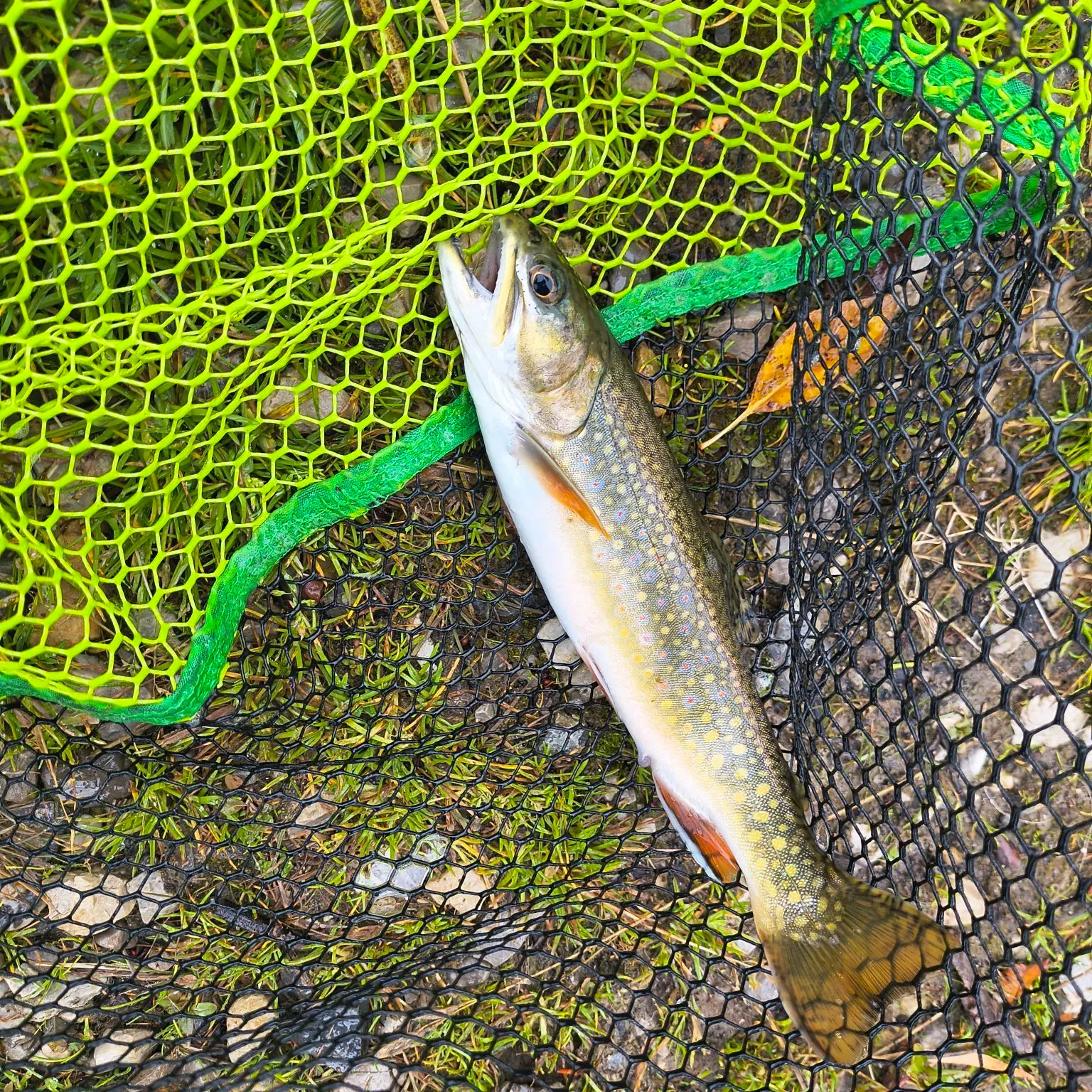 Brook trout caught on Fishbrain