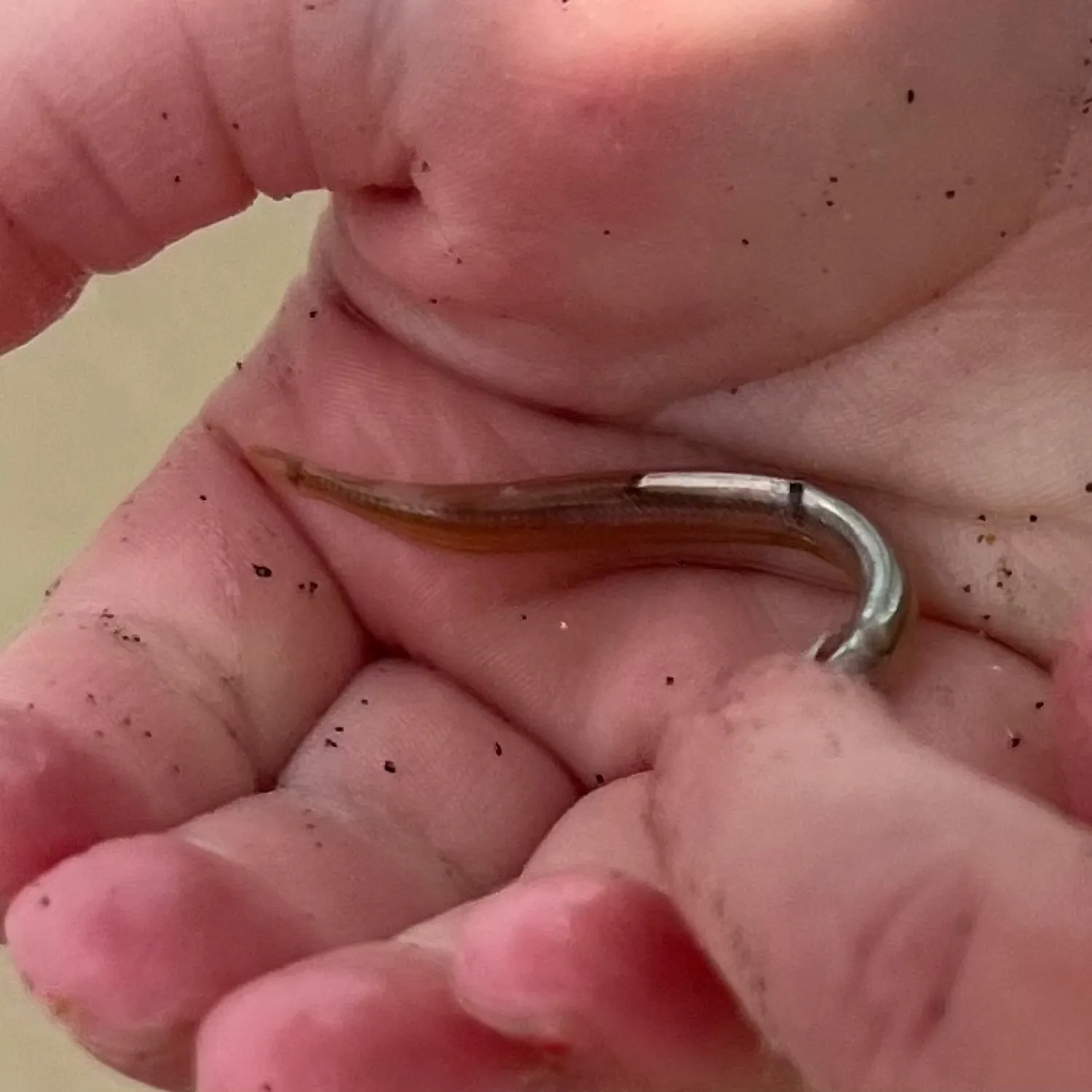 The most recent American sand lance catches on Fishbrain