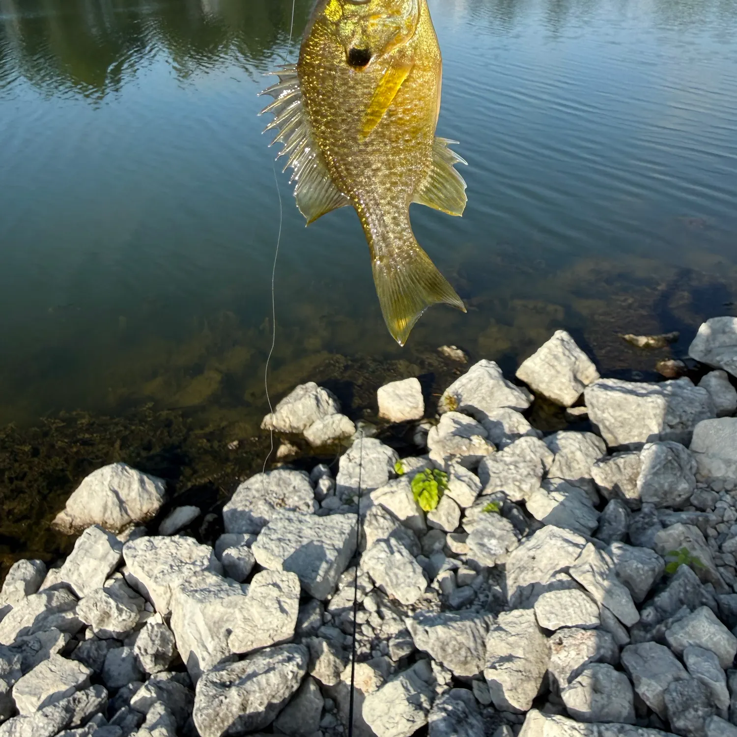 Bluegill caught on Fishbrain