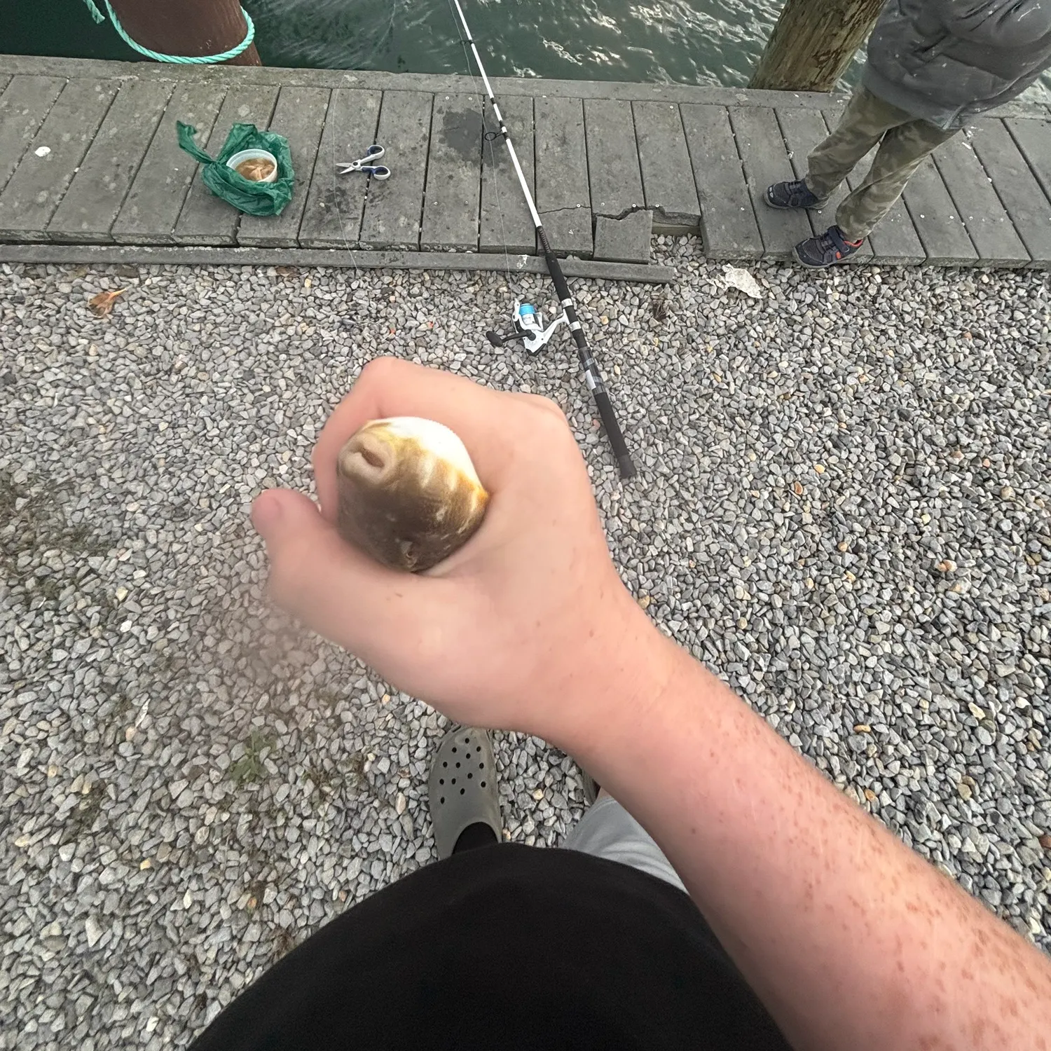 Northern puffer caught on Fishbrain