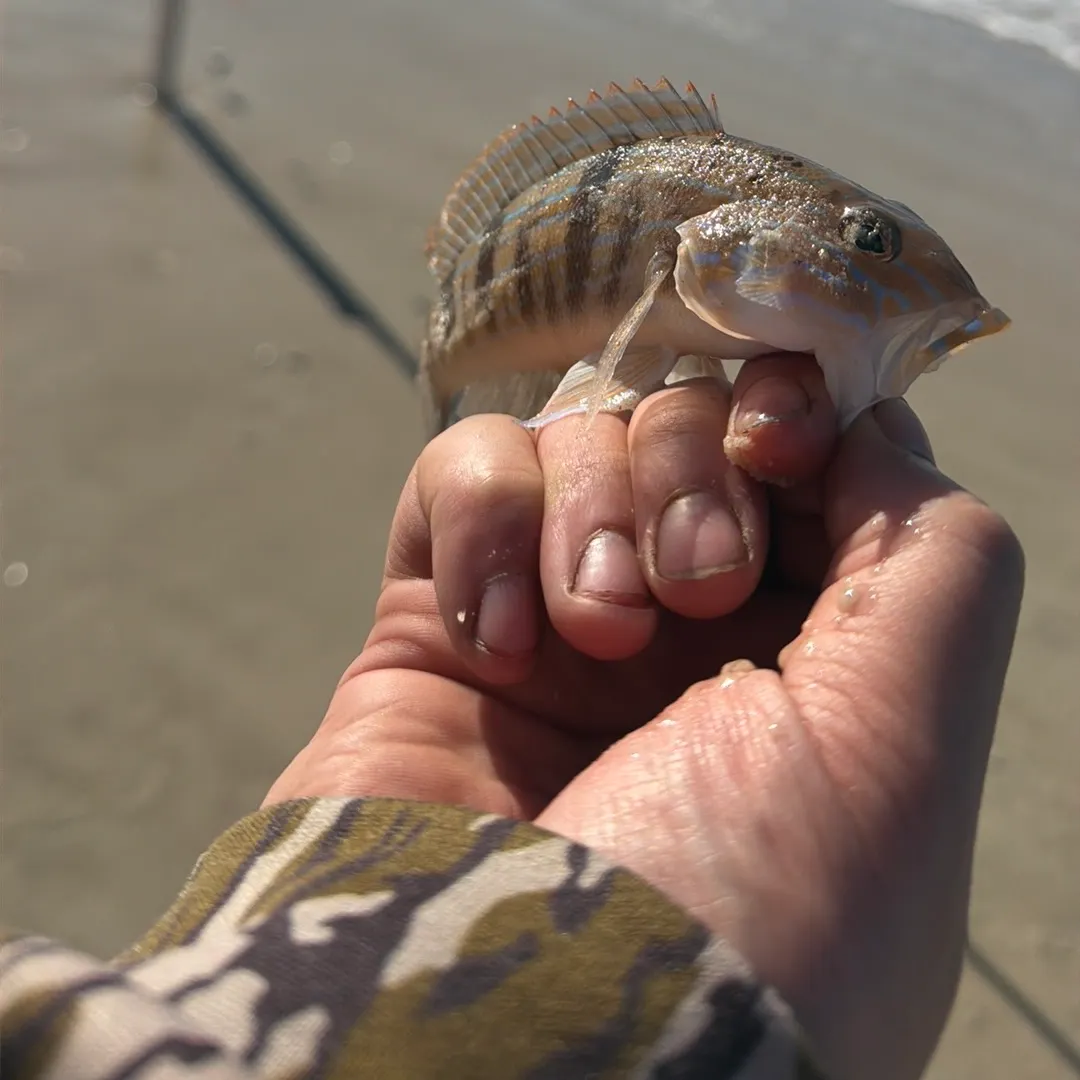 The most recent Sand perch catches on Fishbrain