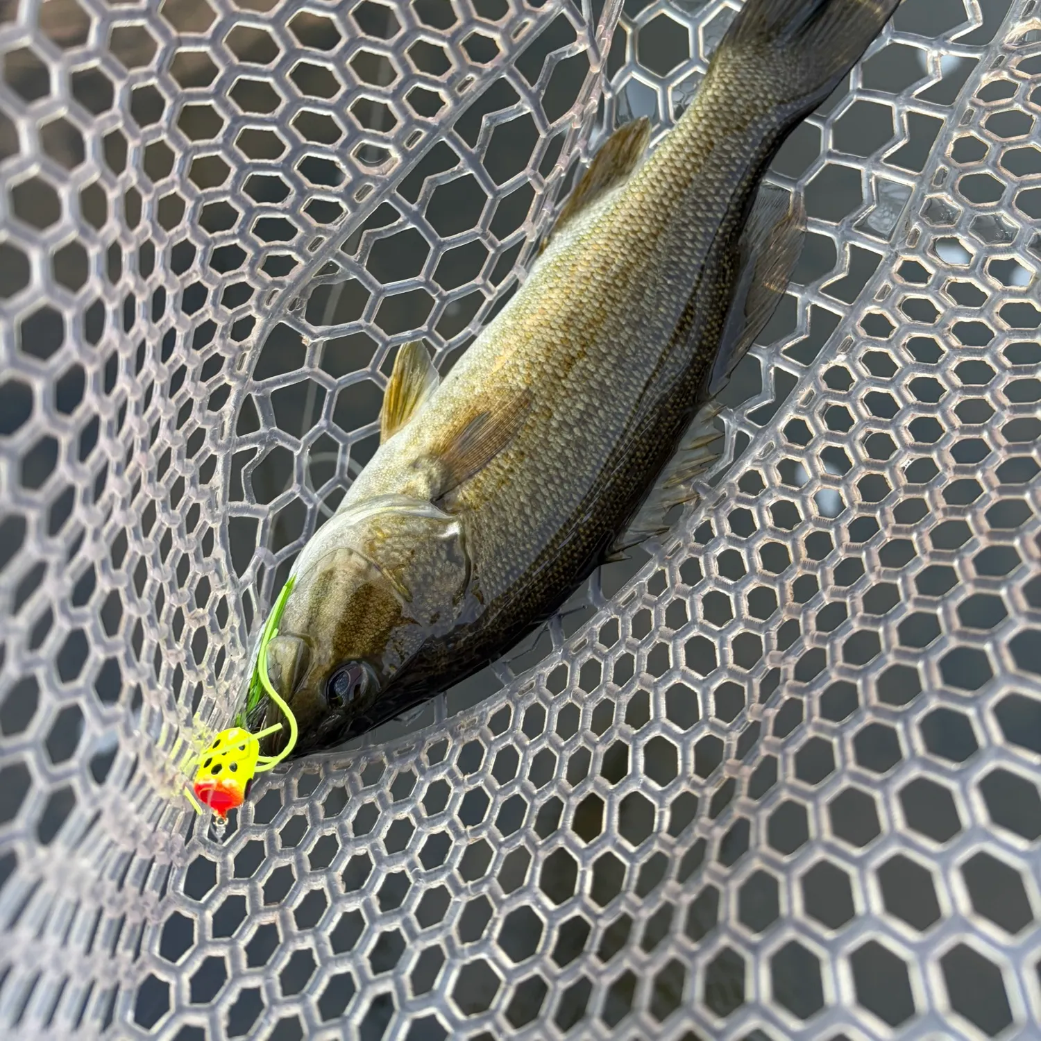 Smallmouth bass caught on Fishbrain
