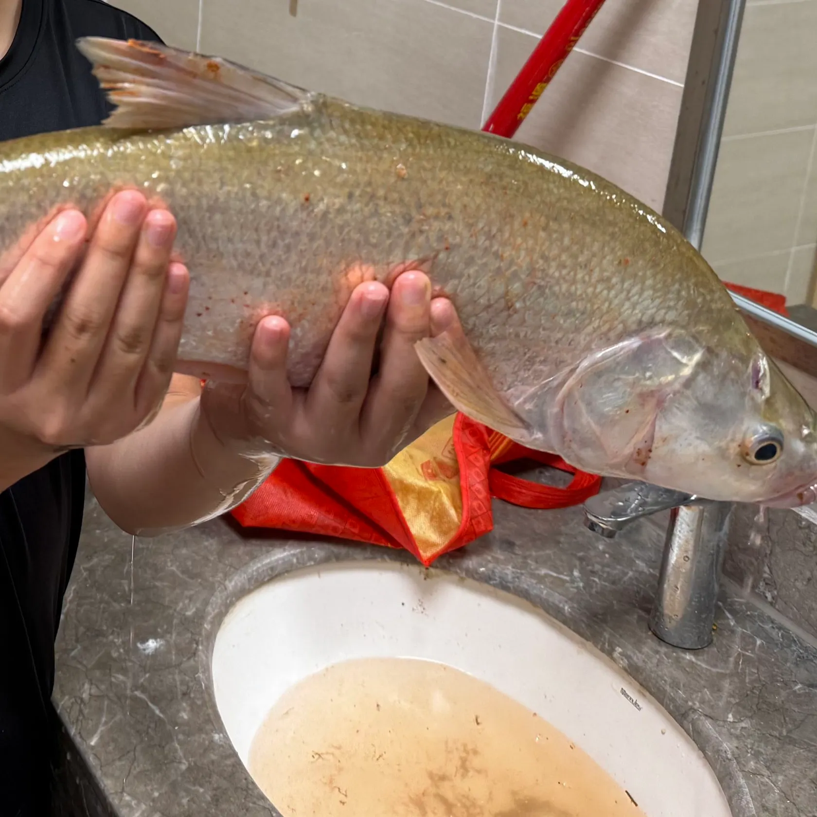 The most recent Predatory carp catches on Fishbrain