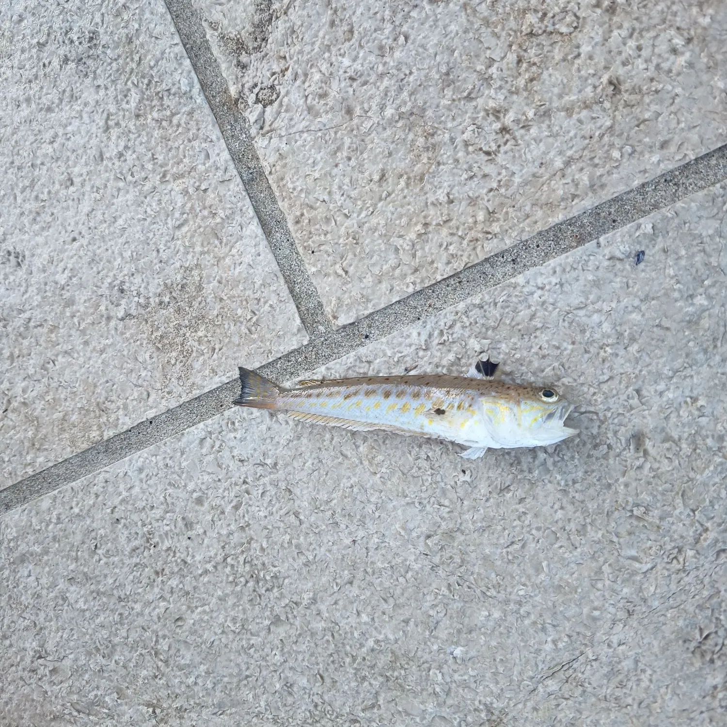 The most recent Greater weever catches on Fishbrain