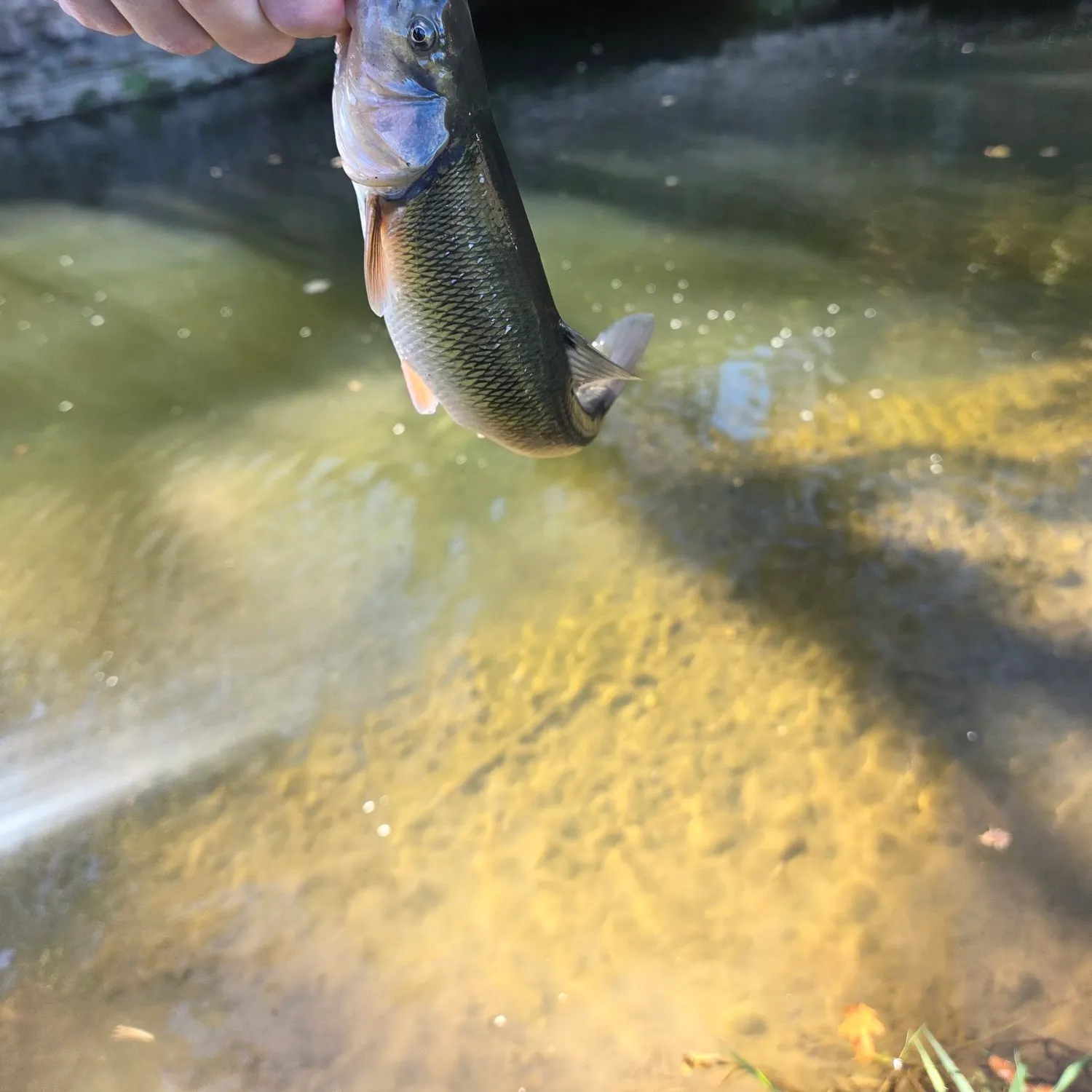 Creek chub caught on Fishbrain