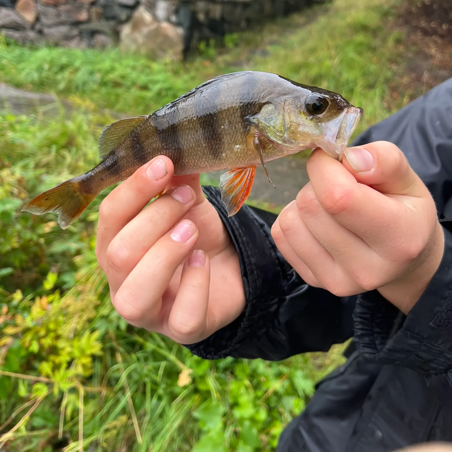 European perch caught on Fishbrain