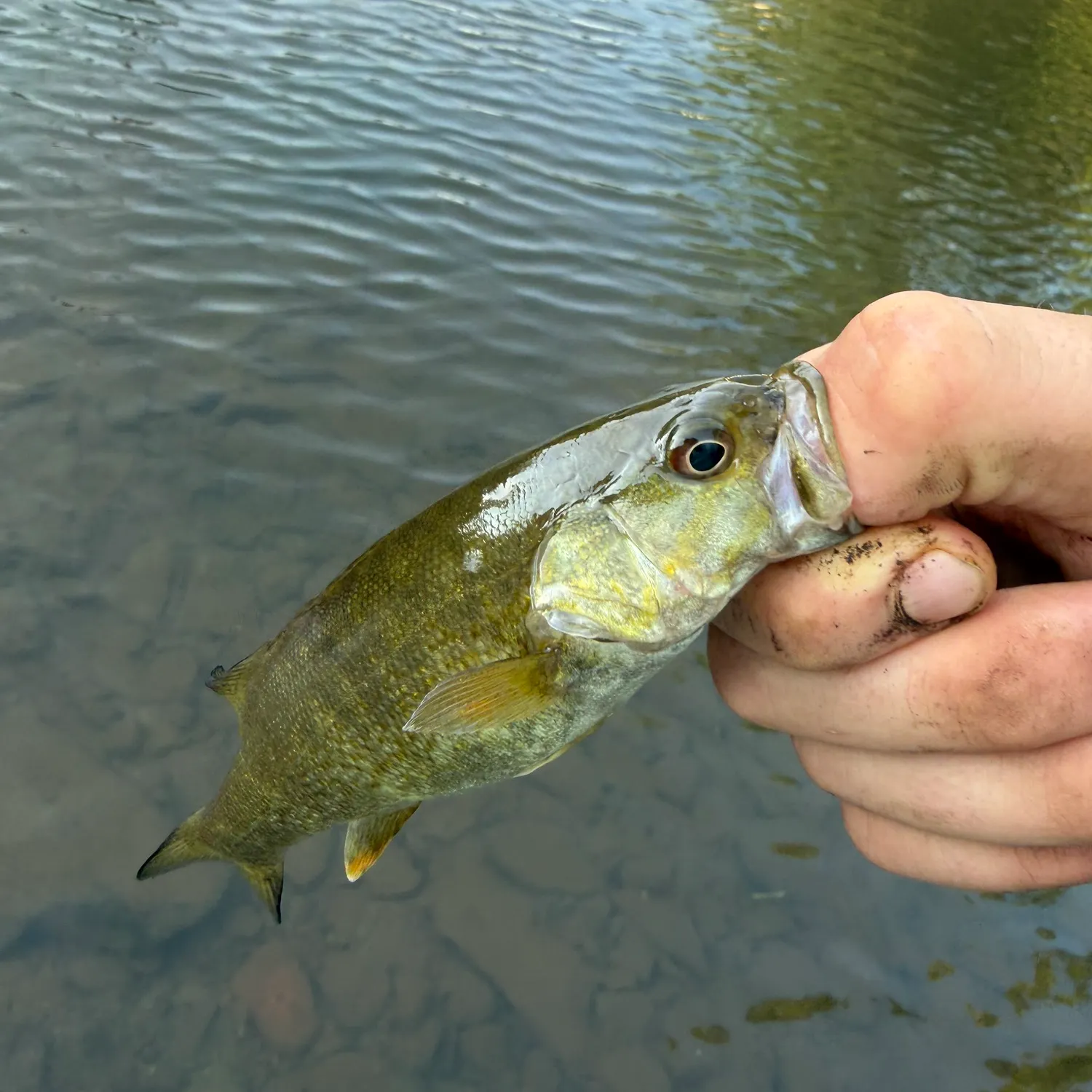Smallmouth bass caught on Fishbrain