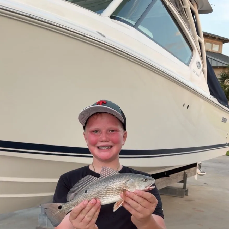 Red drum caught on Fishbrain