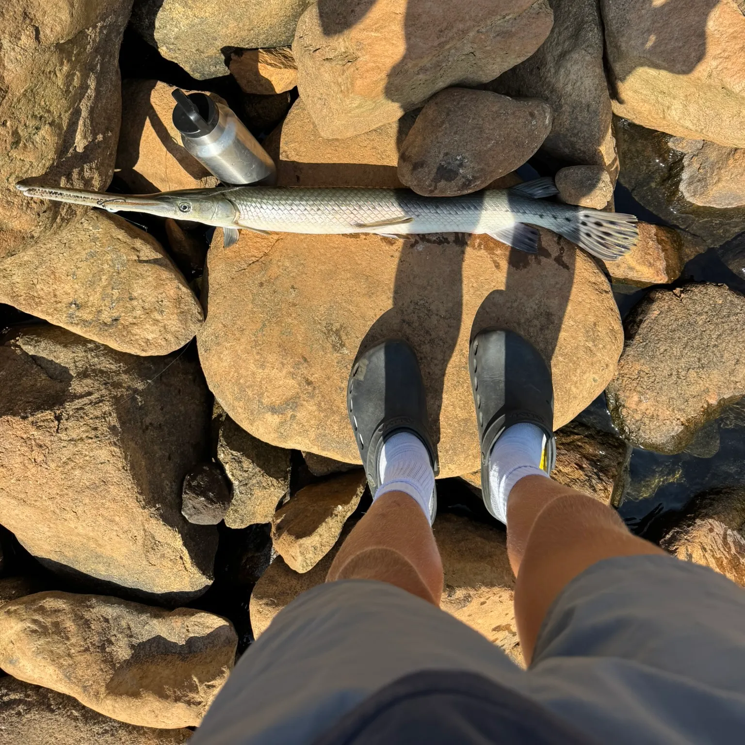 The most recent Longnose gar catches on Fishbrain