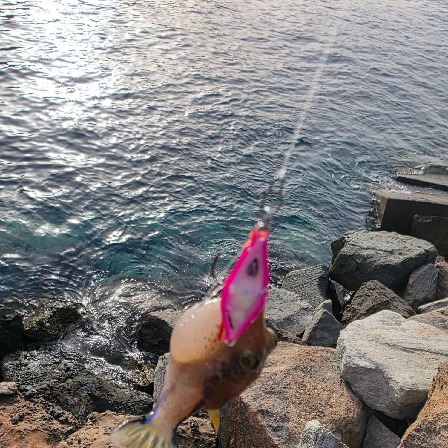 The most recent Brown-lined puffer catches on Fishbrain