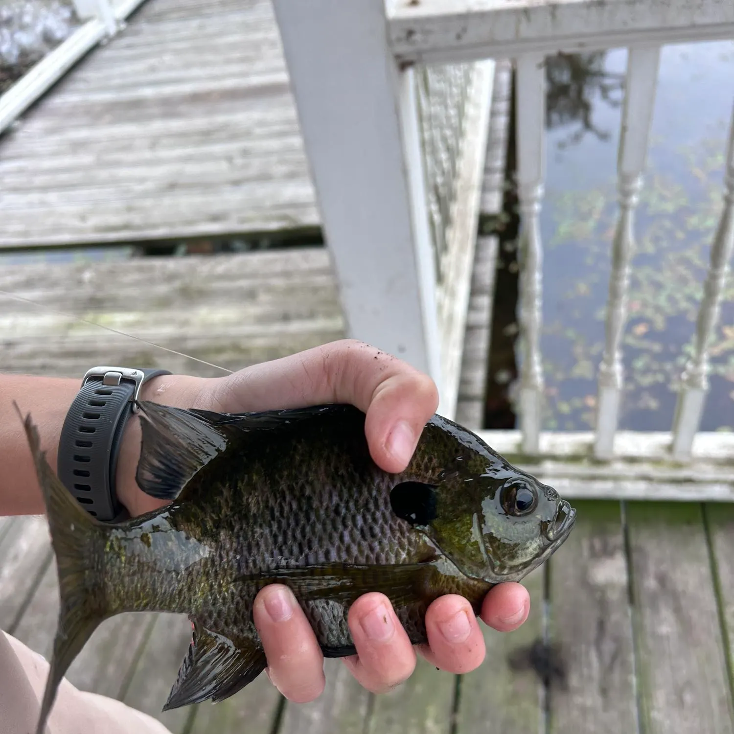 Bluegill caught on Fishbrain