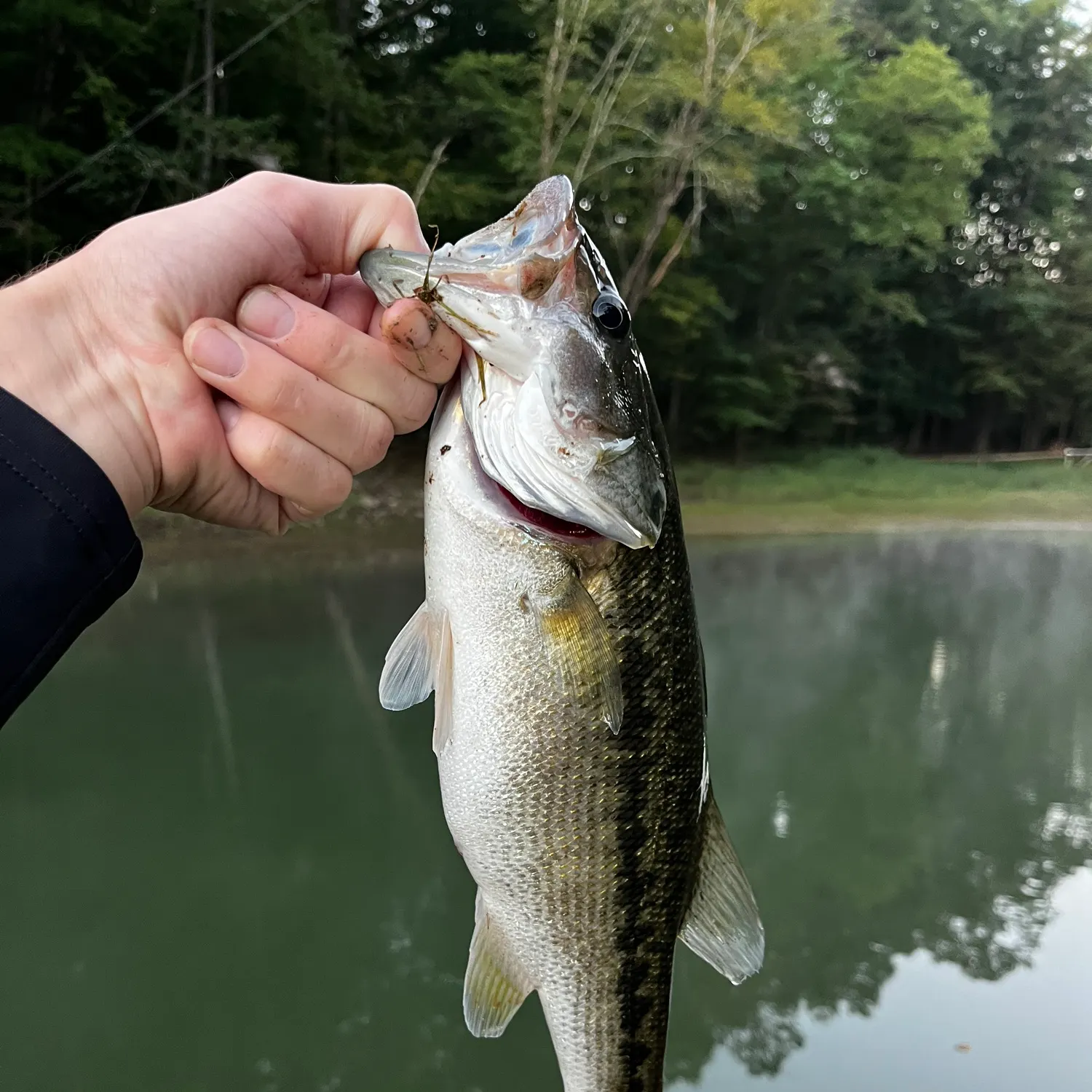 Spotted bass caught on Fishbrain