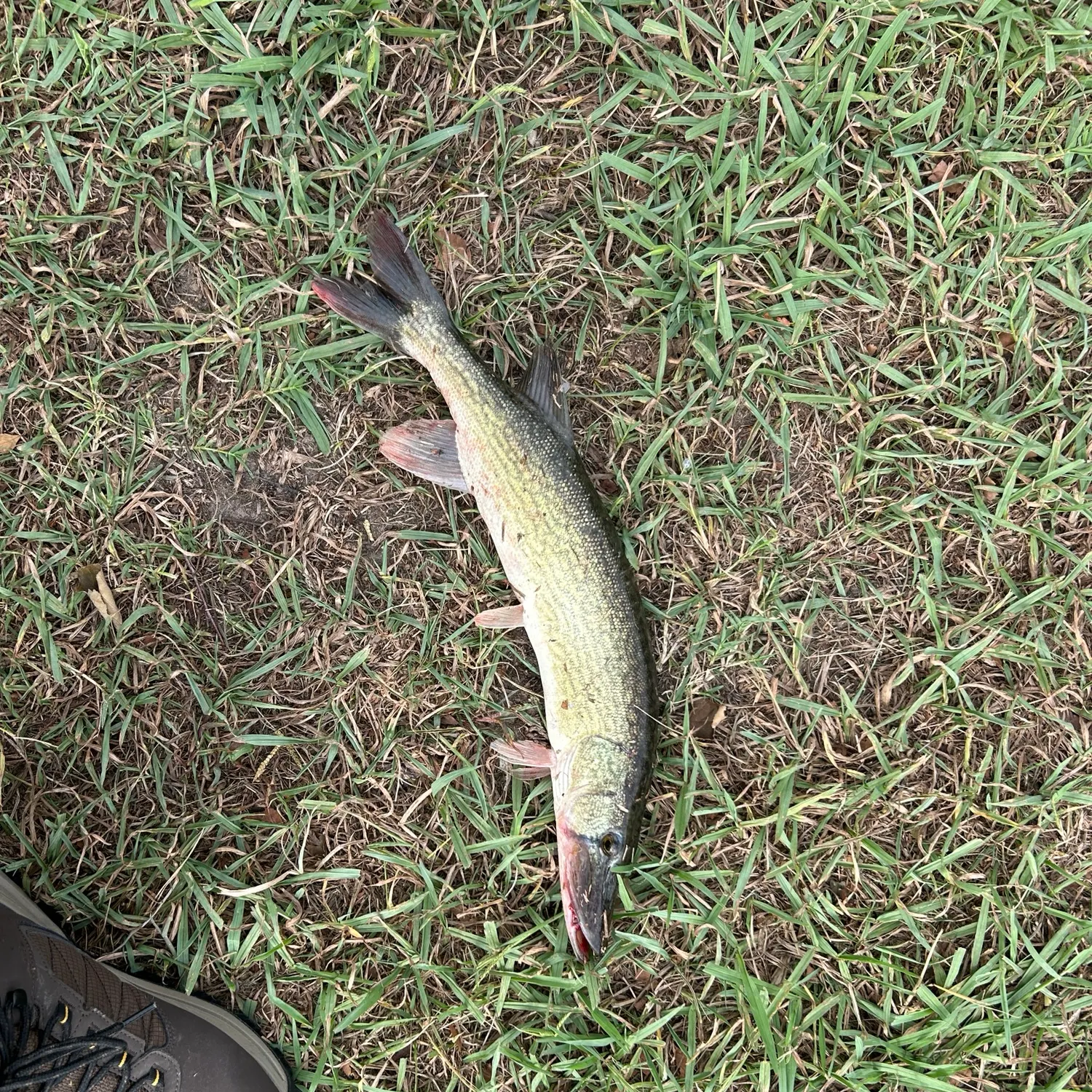 Chain pickerel caught on Fishbrain