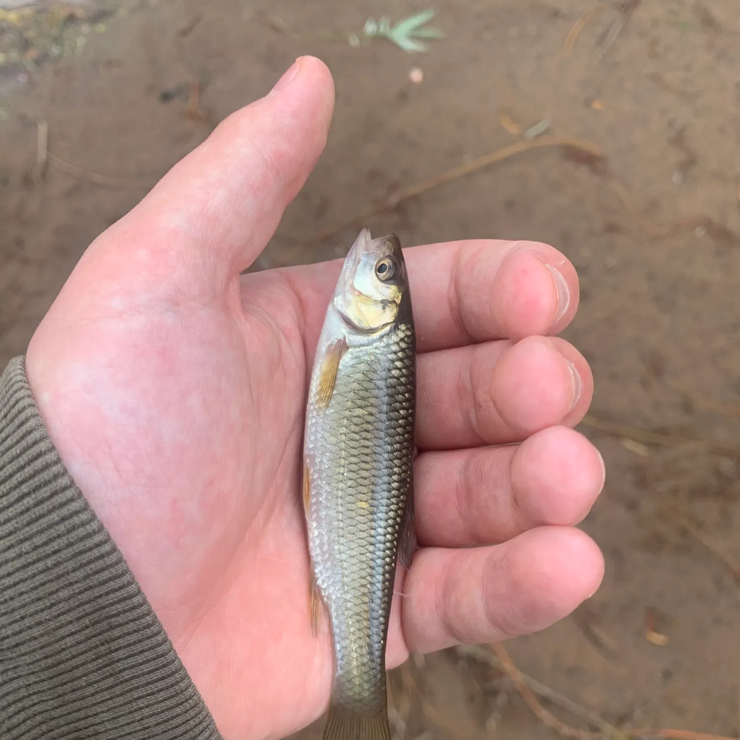 European chub caught on Fishbrain