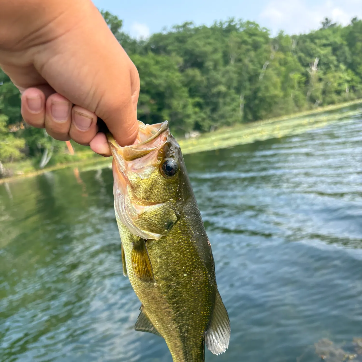 The most recent Largemouth bass catches on Fishbrain