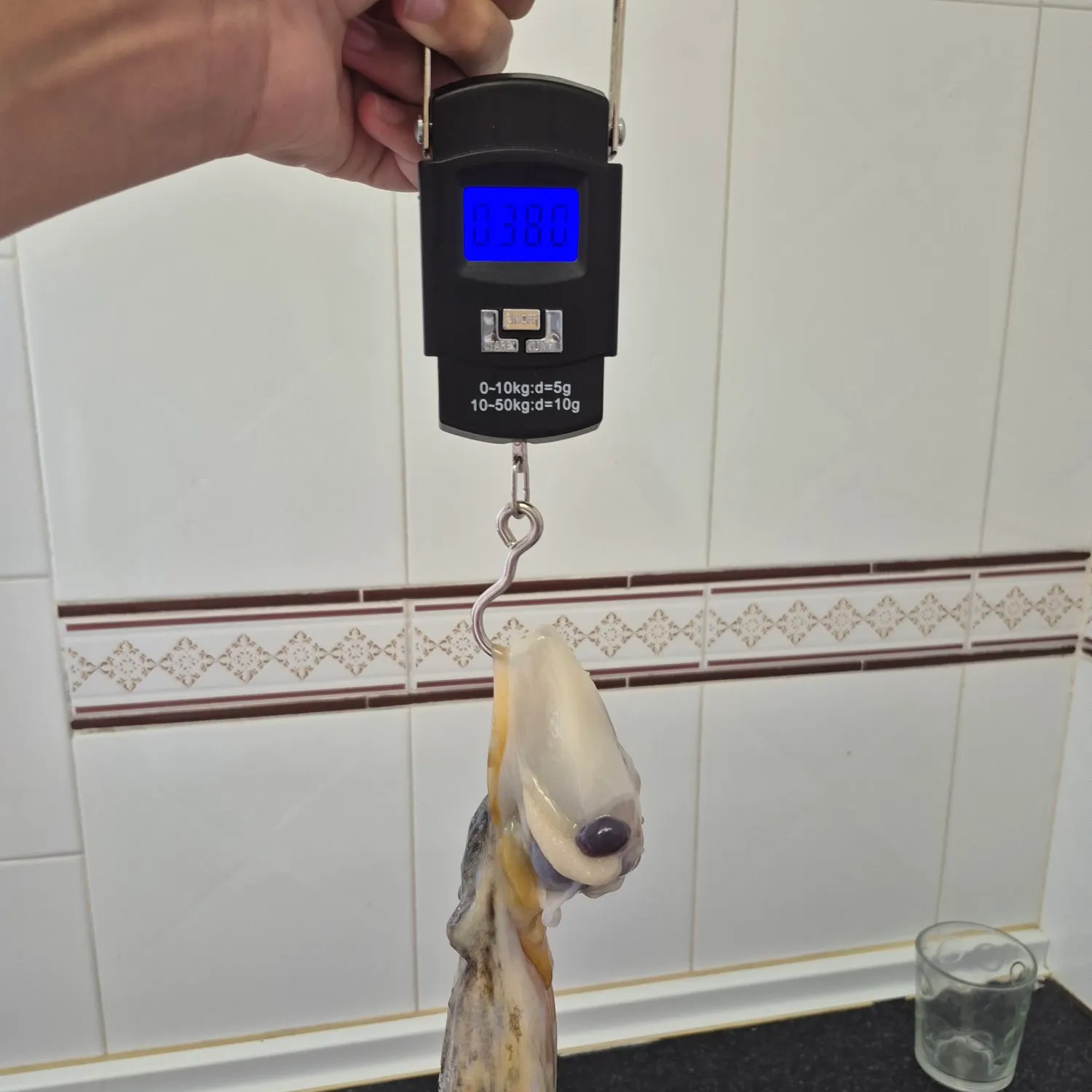 The most recent Common octopus catches on Fishbrain