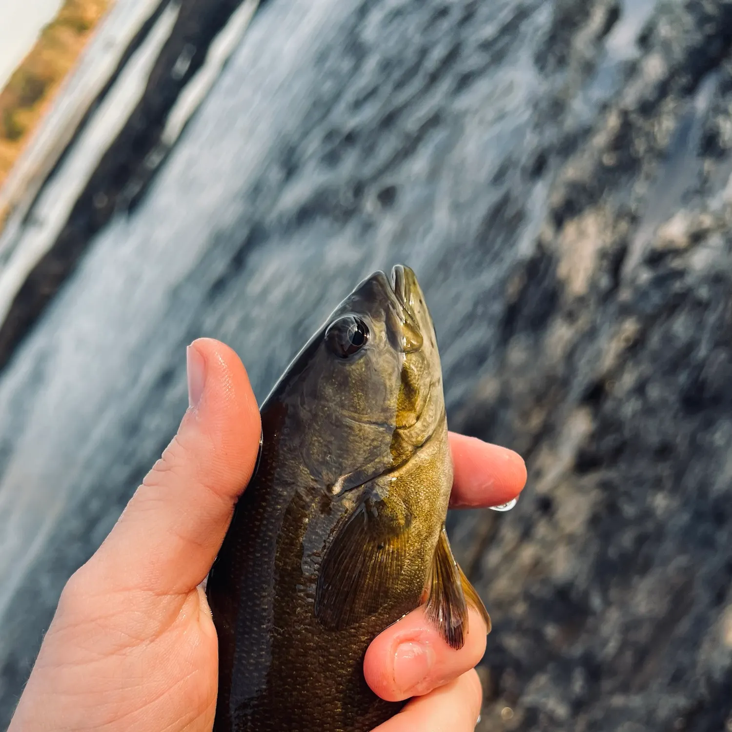 Smallmouth bass caught on Fishbrain