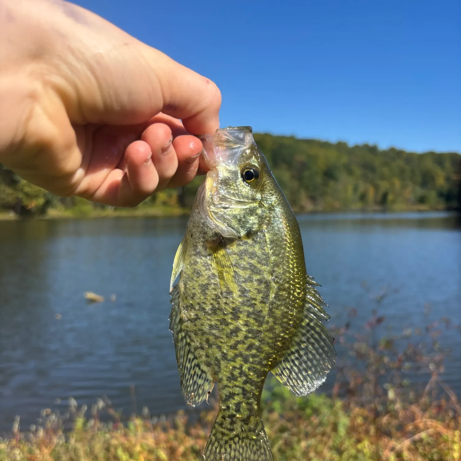 Black crappie caught on Fishbrain