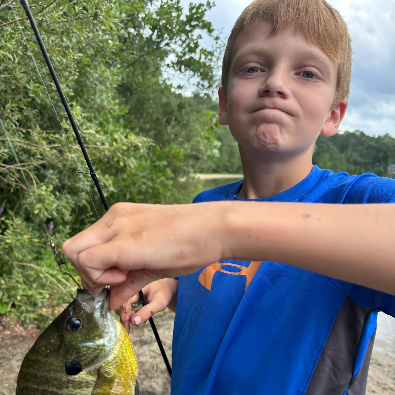 Bluegill caught on Fishbrain