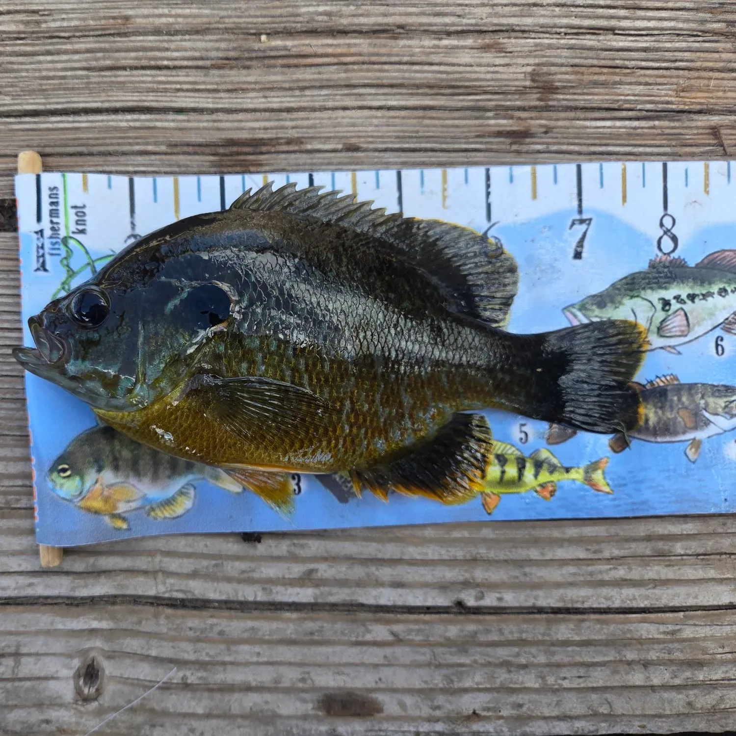 Greengill hybrid caught on Fishbrain