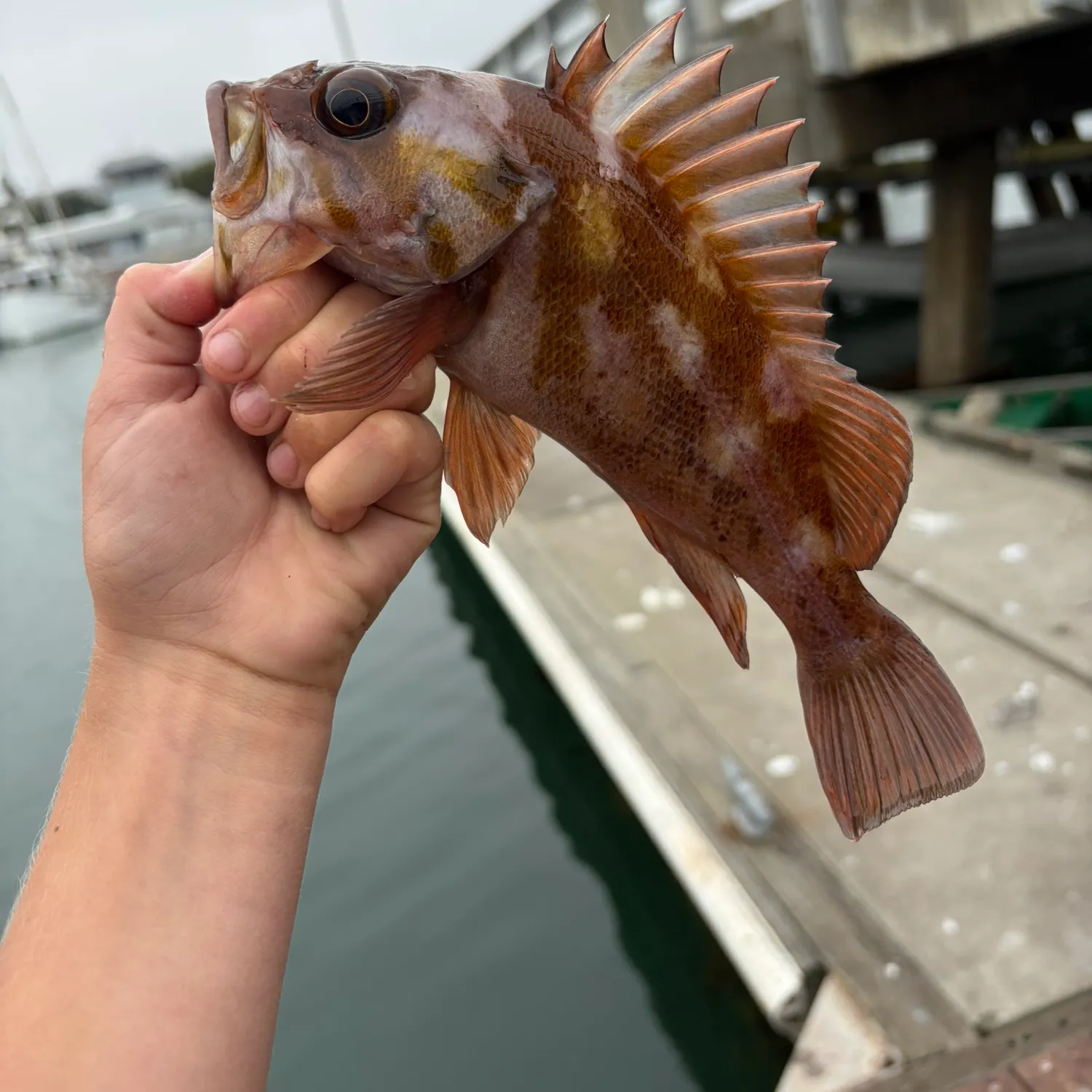 catch