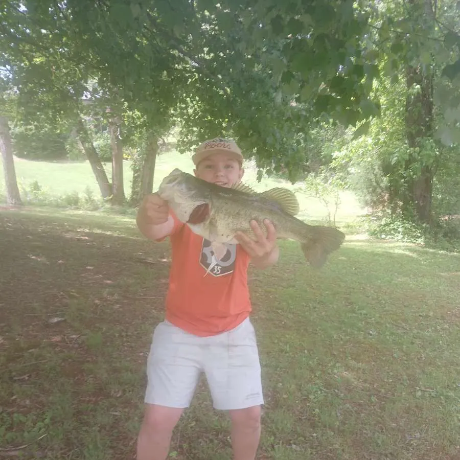 Largemouth bass caught on Fishbrain