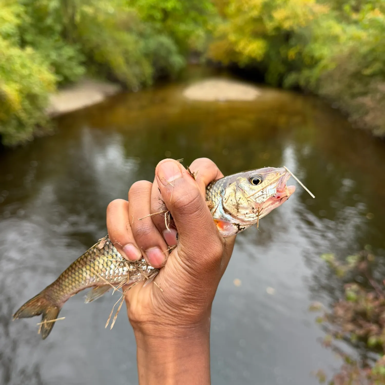 Fallfish caught on Fishbrain