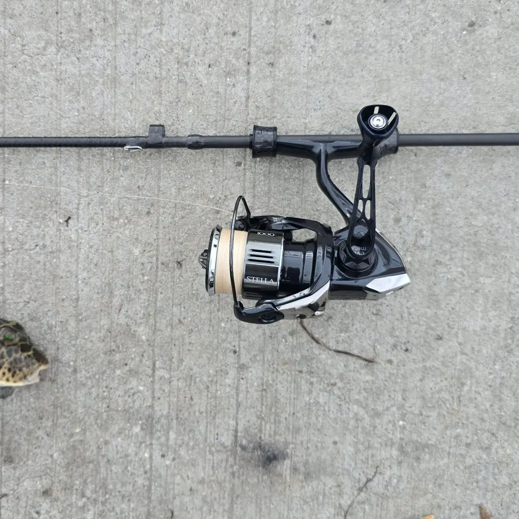 The most recent Checkered puffer catches on Fishbrain