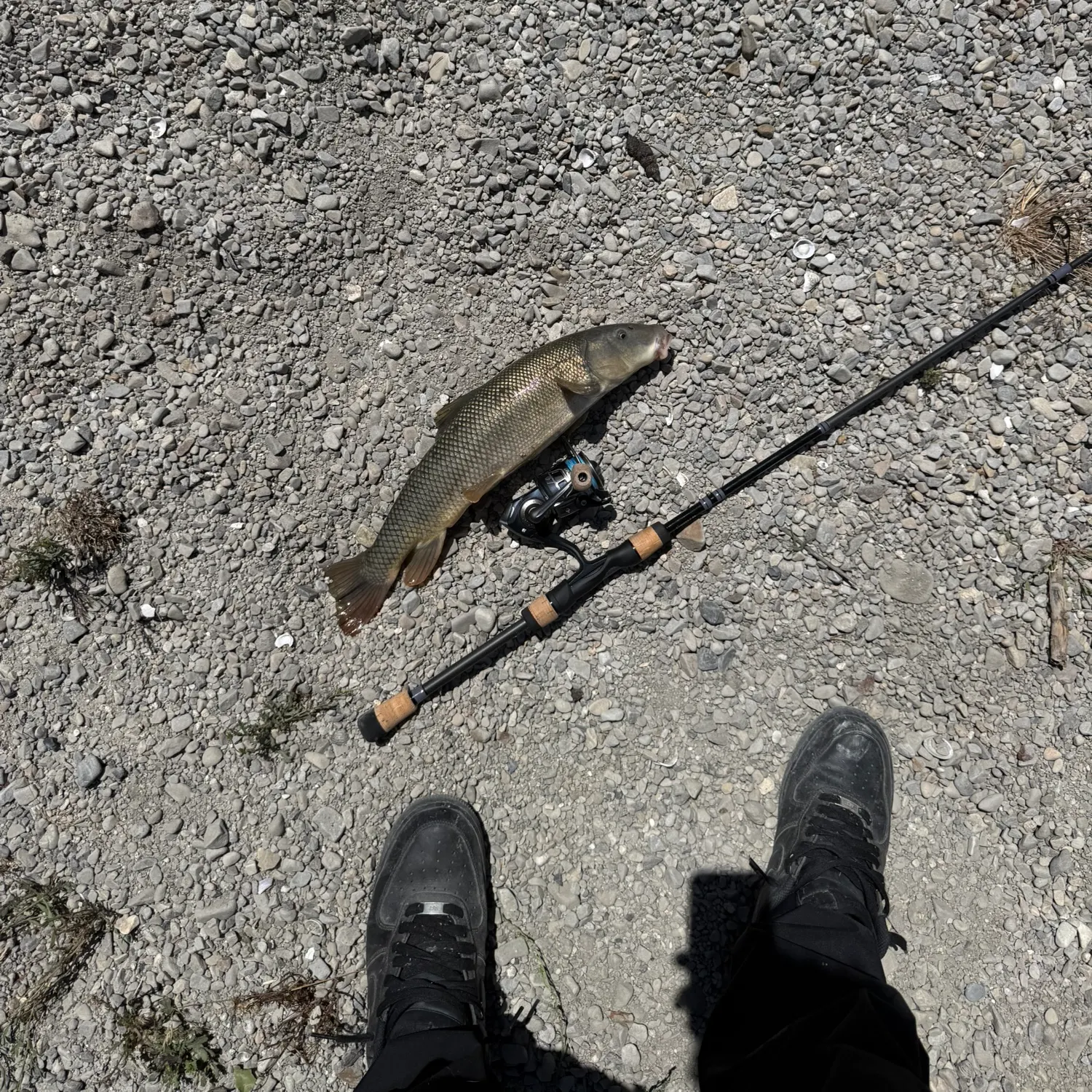 The most recent Utah sucker catches on Fishbrain