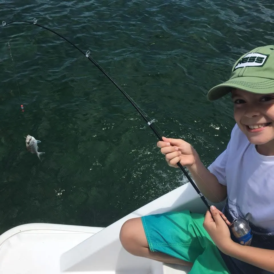 The most recent Saucereye porgy catches on Fishbrain