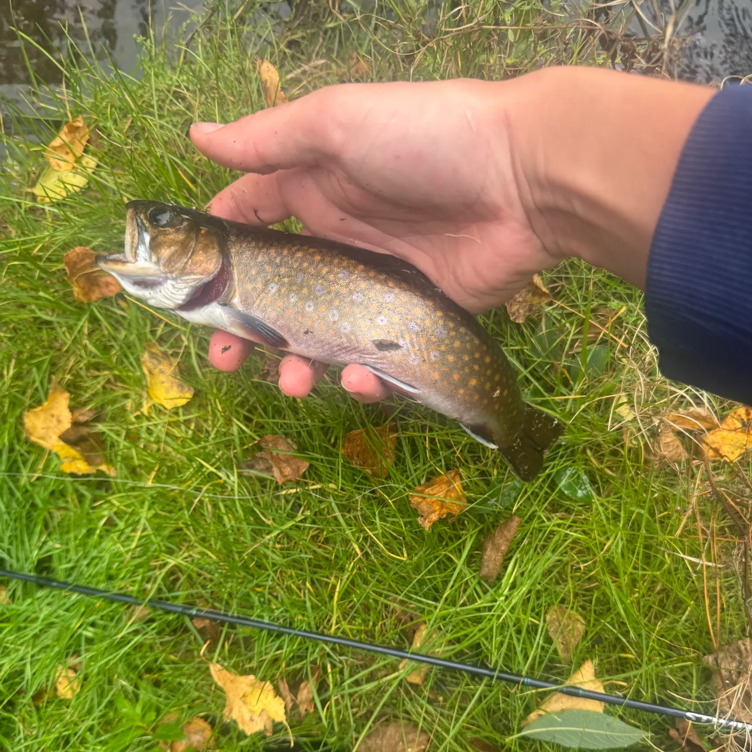 Brook trout caught on Fishbrain