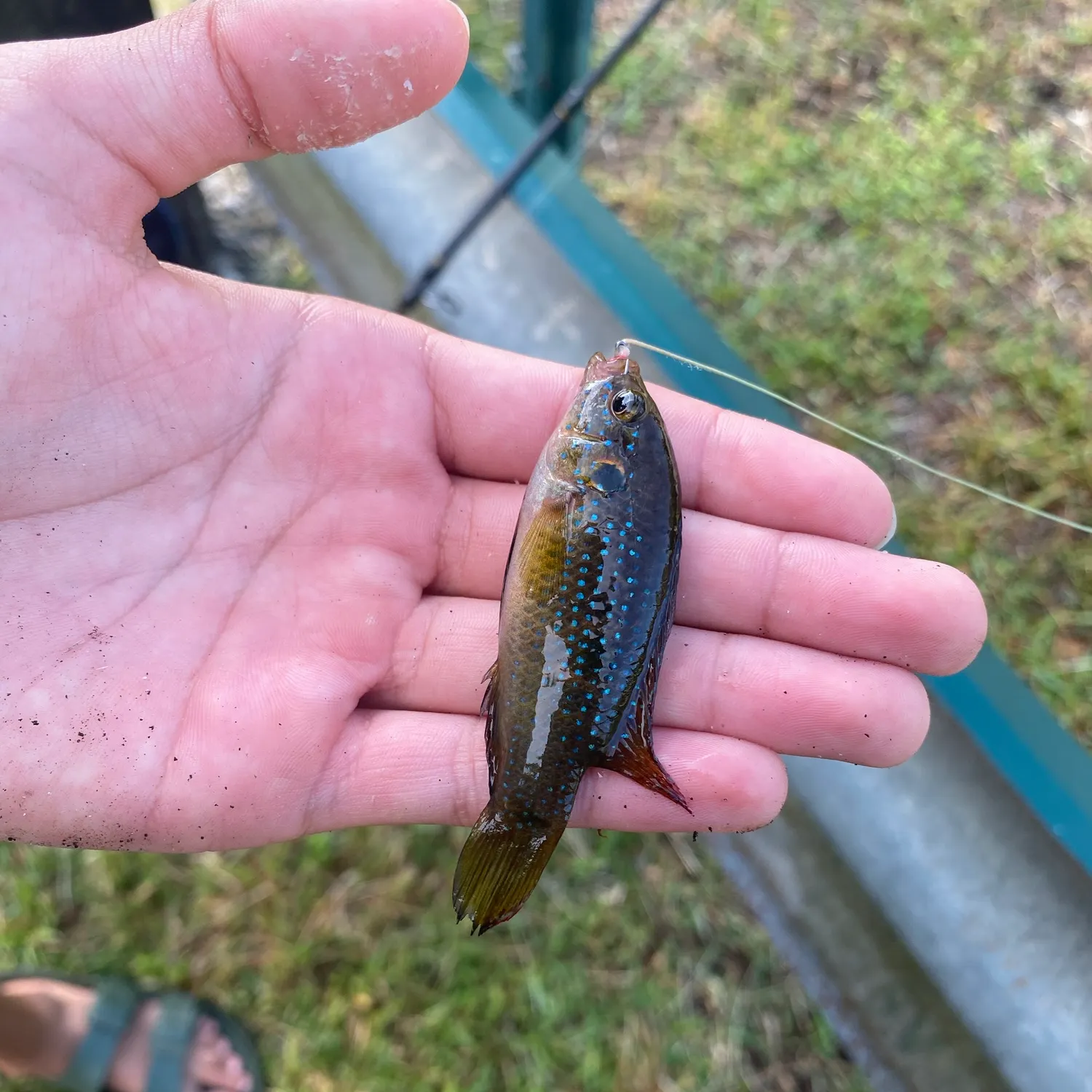 The most recent African Jewelfish catches on Fishbrain