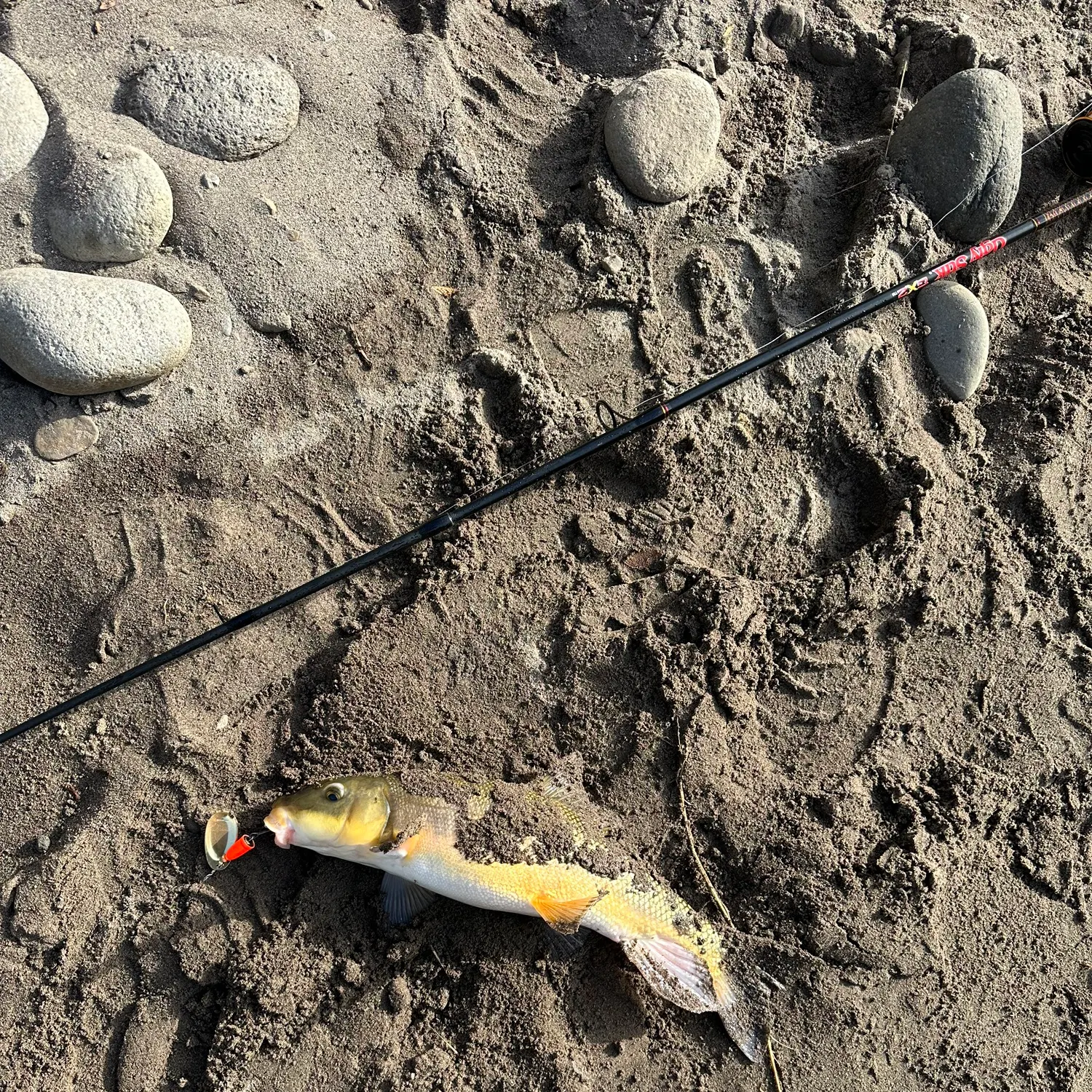 Common carp caught on Fishbrain
