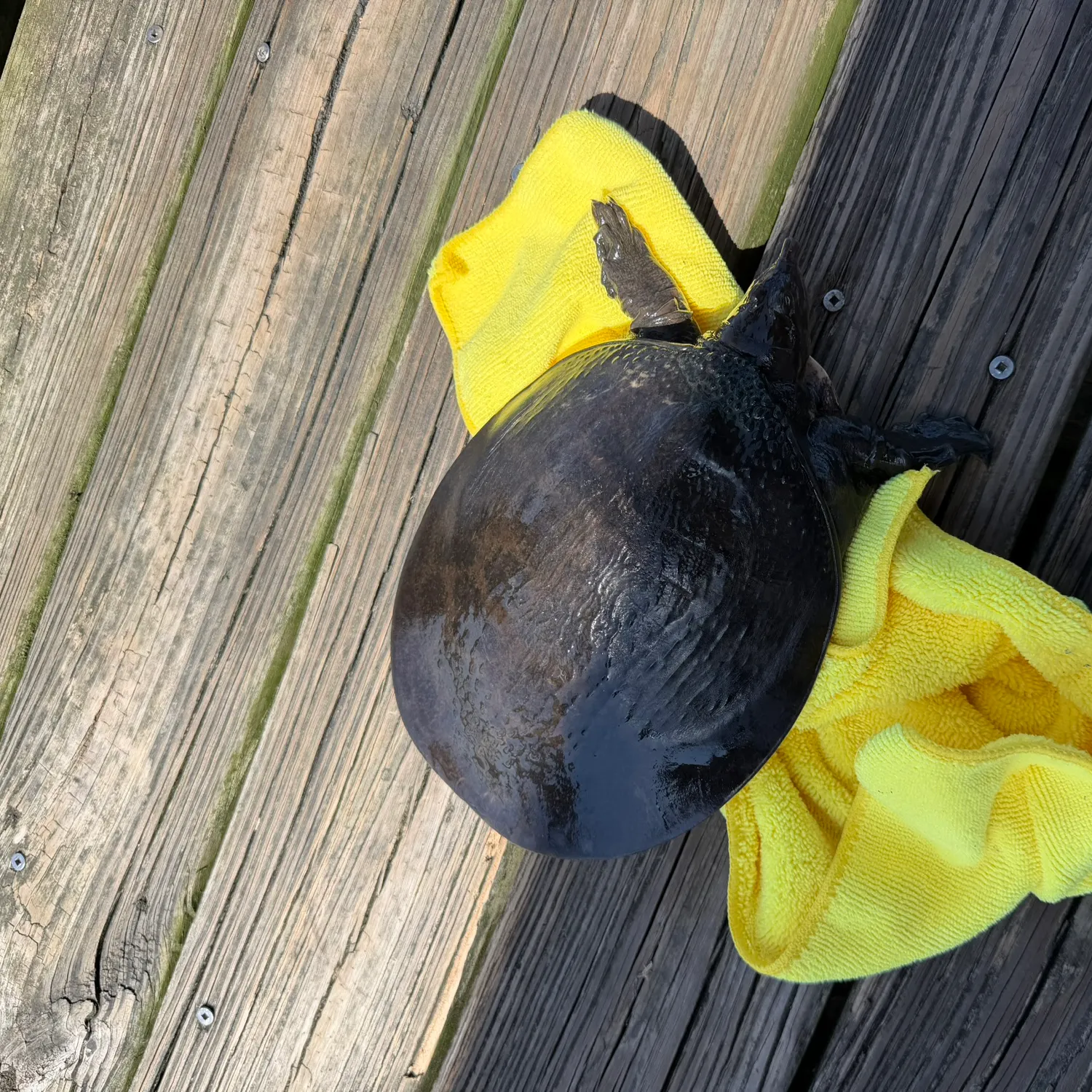 The most recent Florida softshell turtle catches on Fishbrain