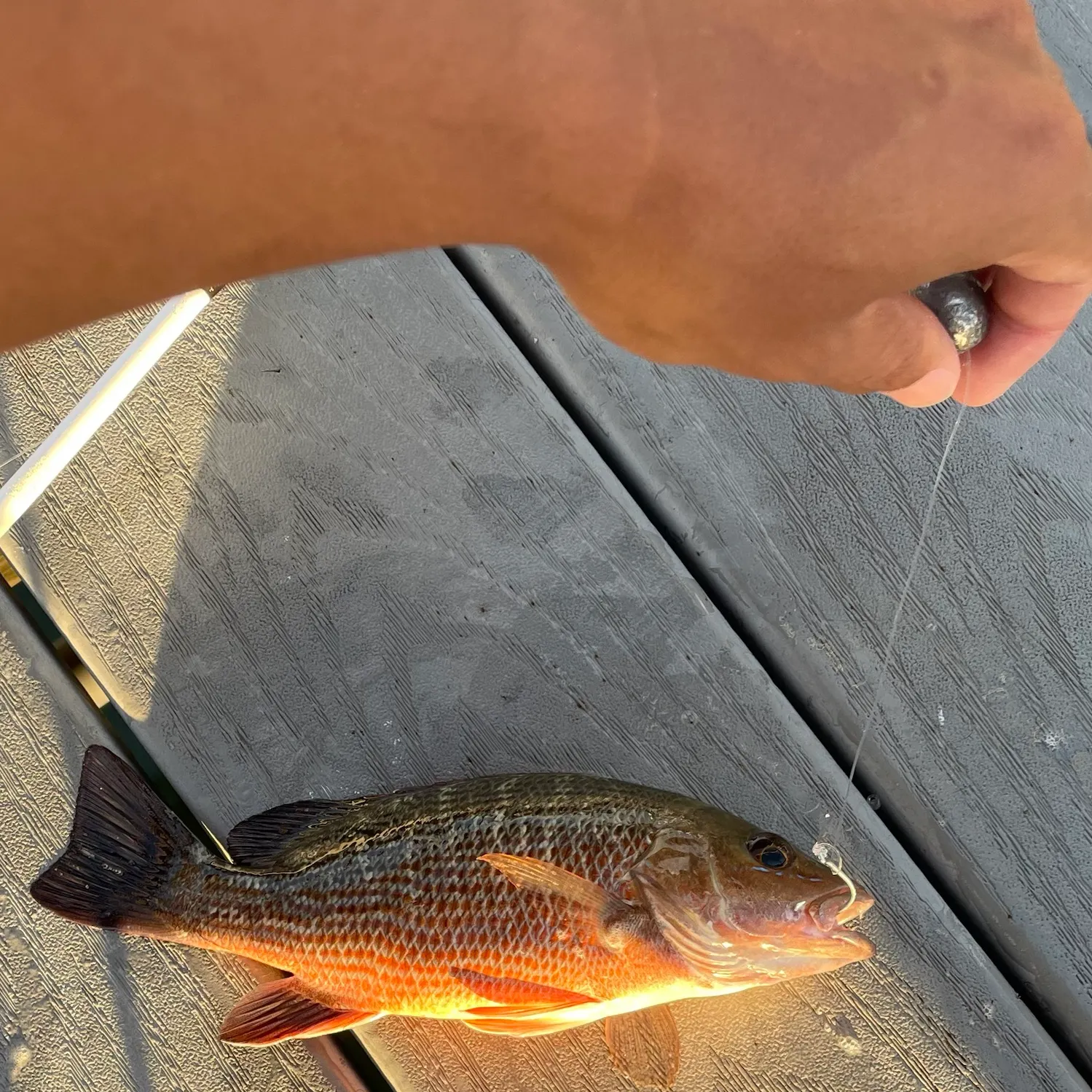 Mangrove snapper caught on Fishbrain