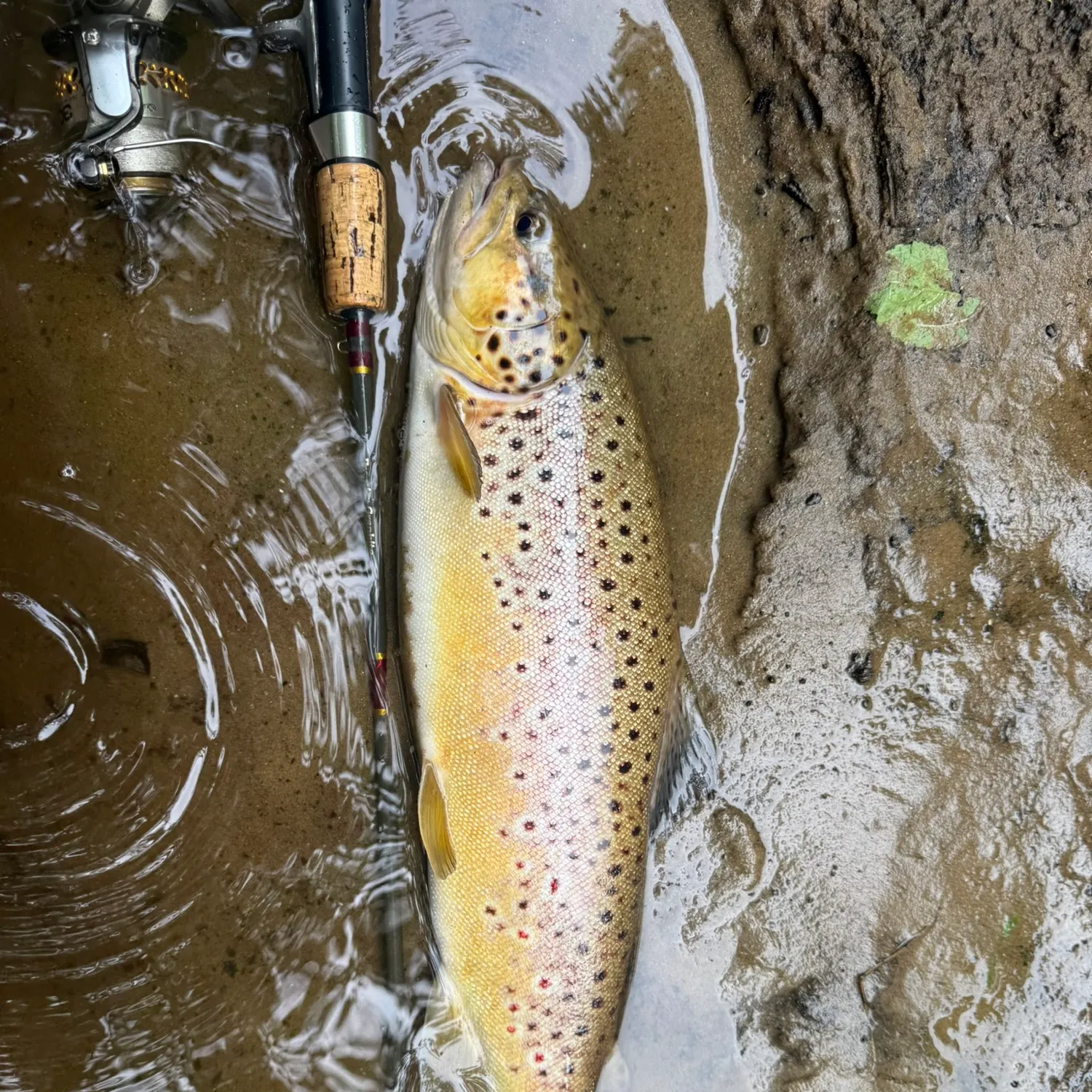 Brown trout caught on Fishbrain