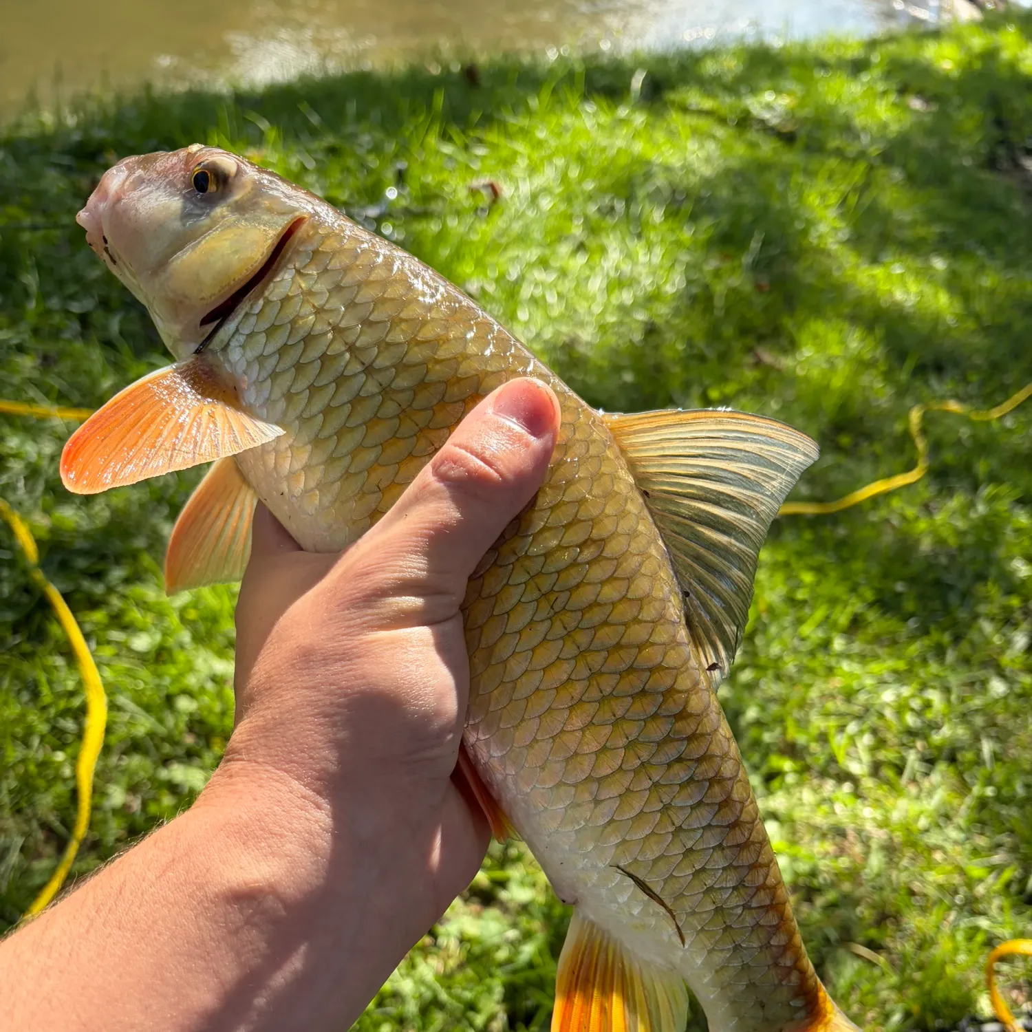 Golden redhorse caught on Fishbrain
