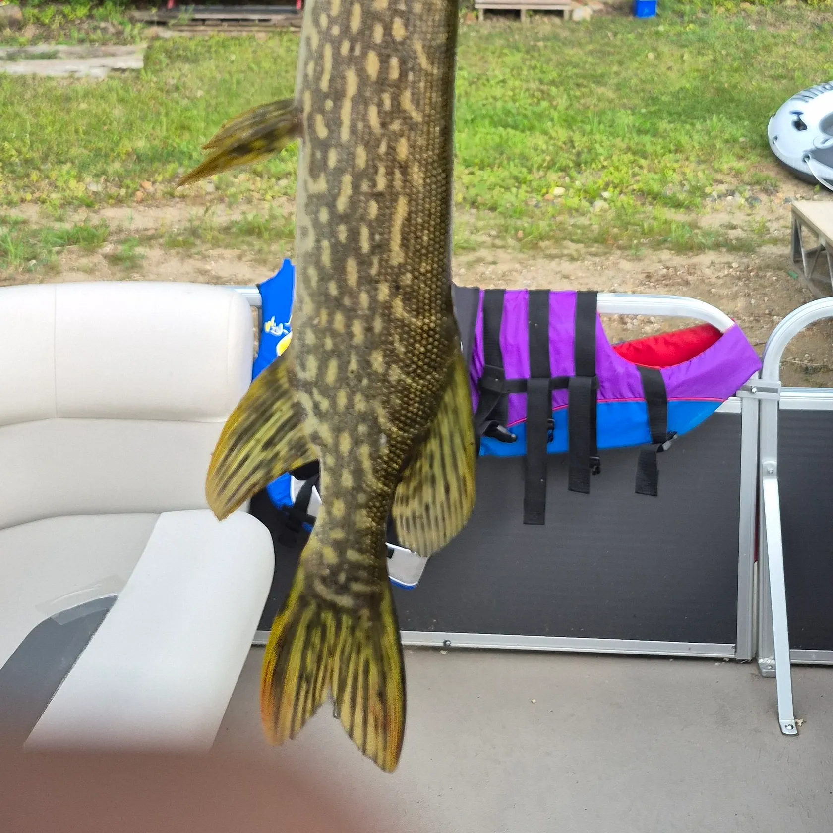 Northern pike caught on Fishbrain