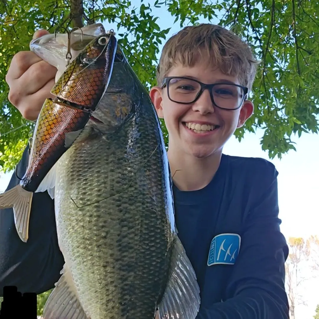 Largemouth bass caught on Fishbrain