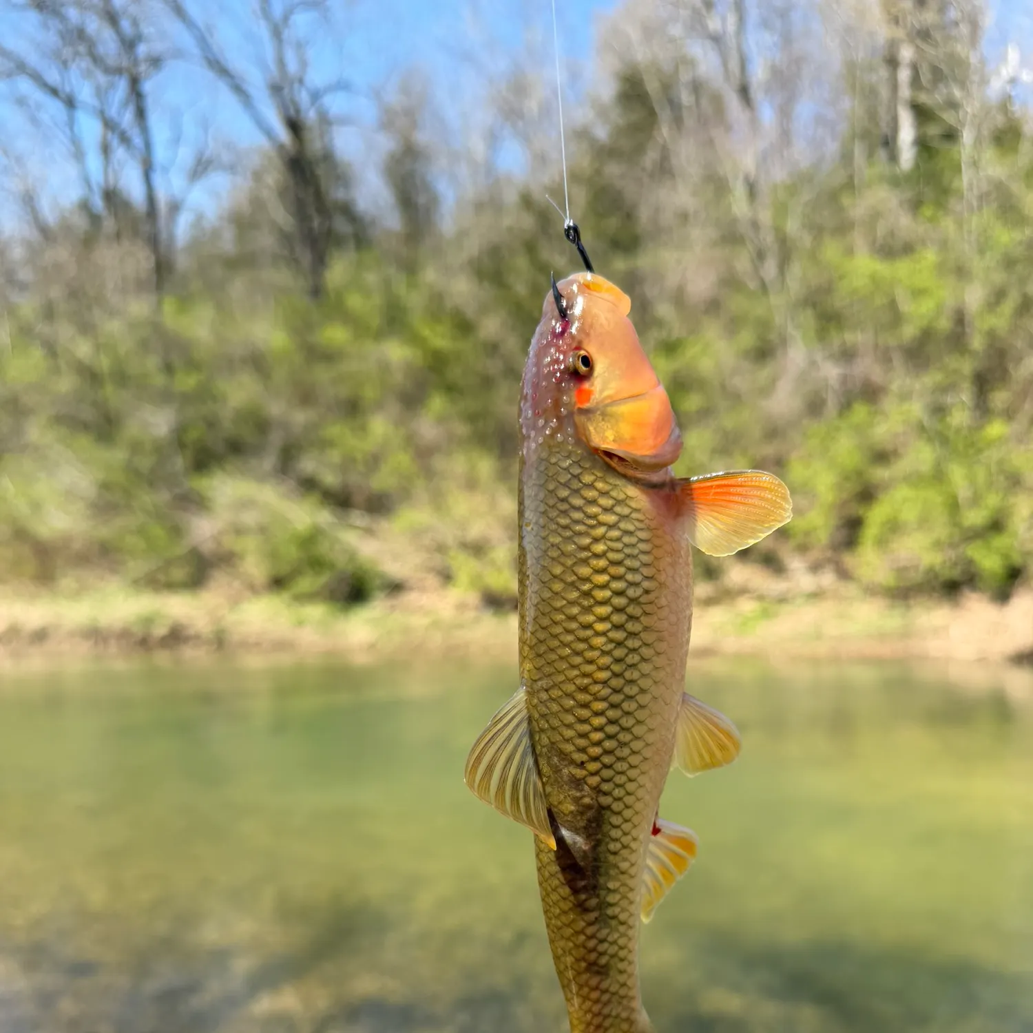 The most recent Hornyhead chub catches on Fishbrain