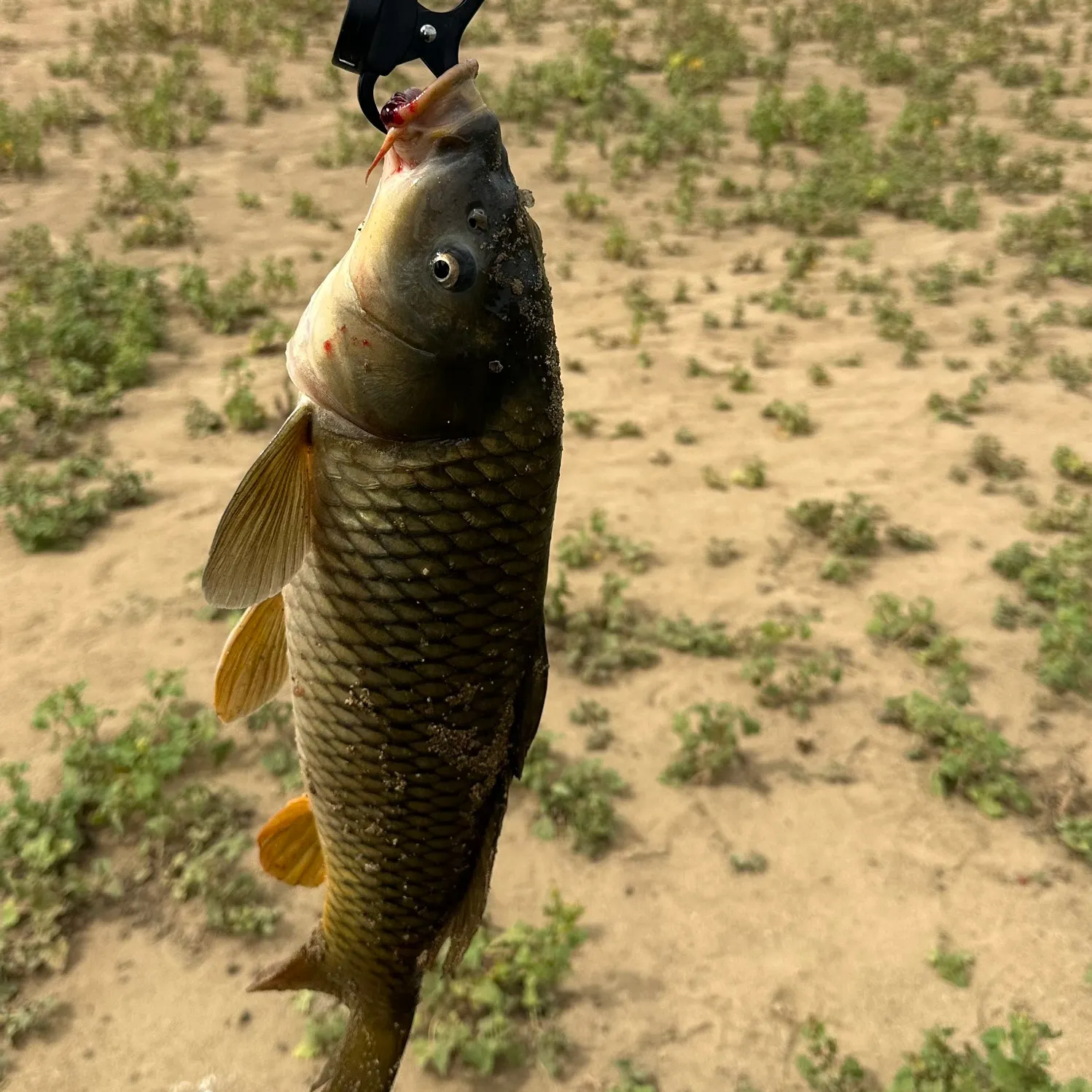 Common carp caught on Fishbrain