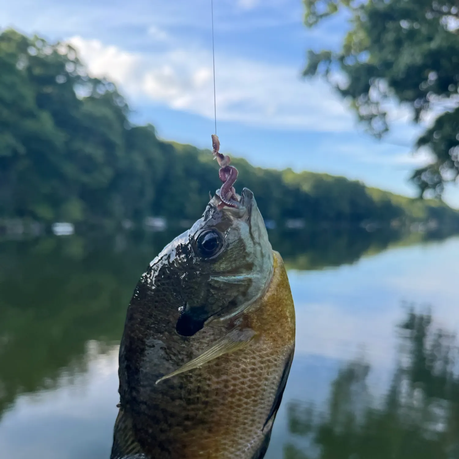 Bluegill caught on Fishbrain