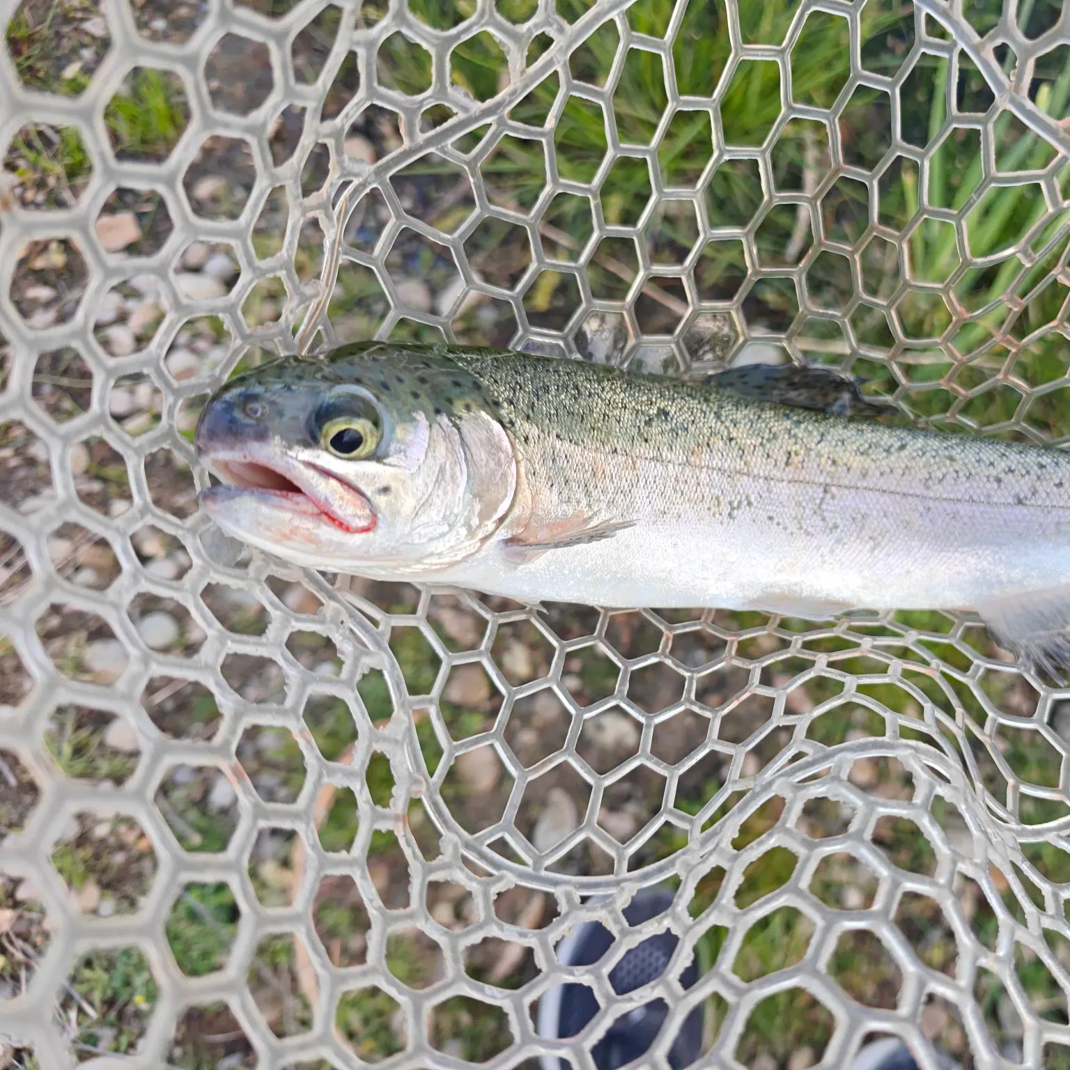 Fish caught on Fishbrain